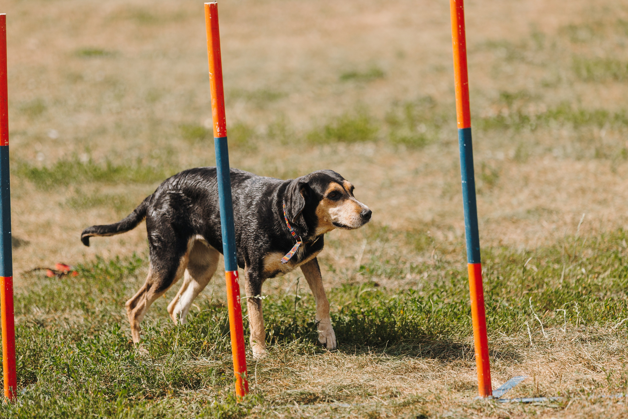 Petshop Sup day. Фотограф анималист Кристина Карпова, Москва