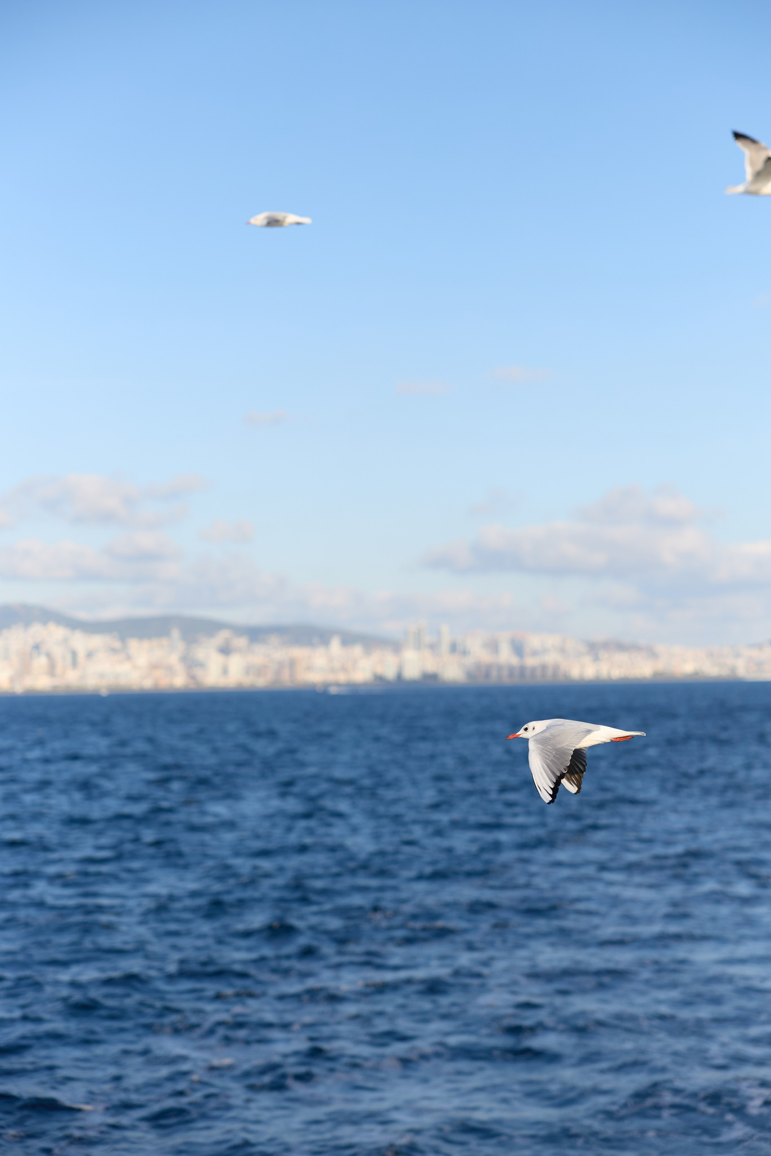 Стамбул 24. Фотограф Москва, Дима Пеллер