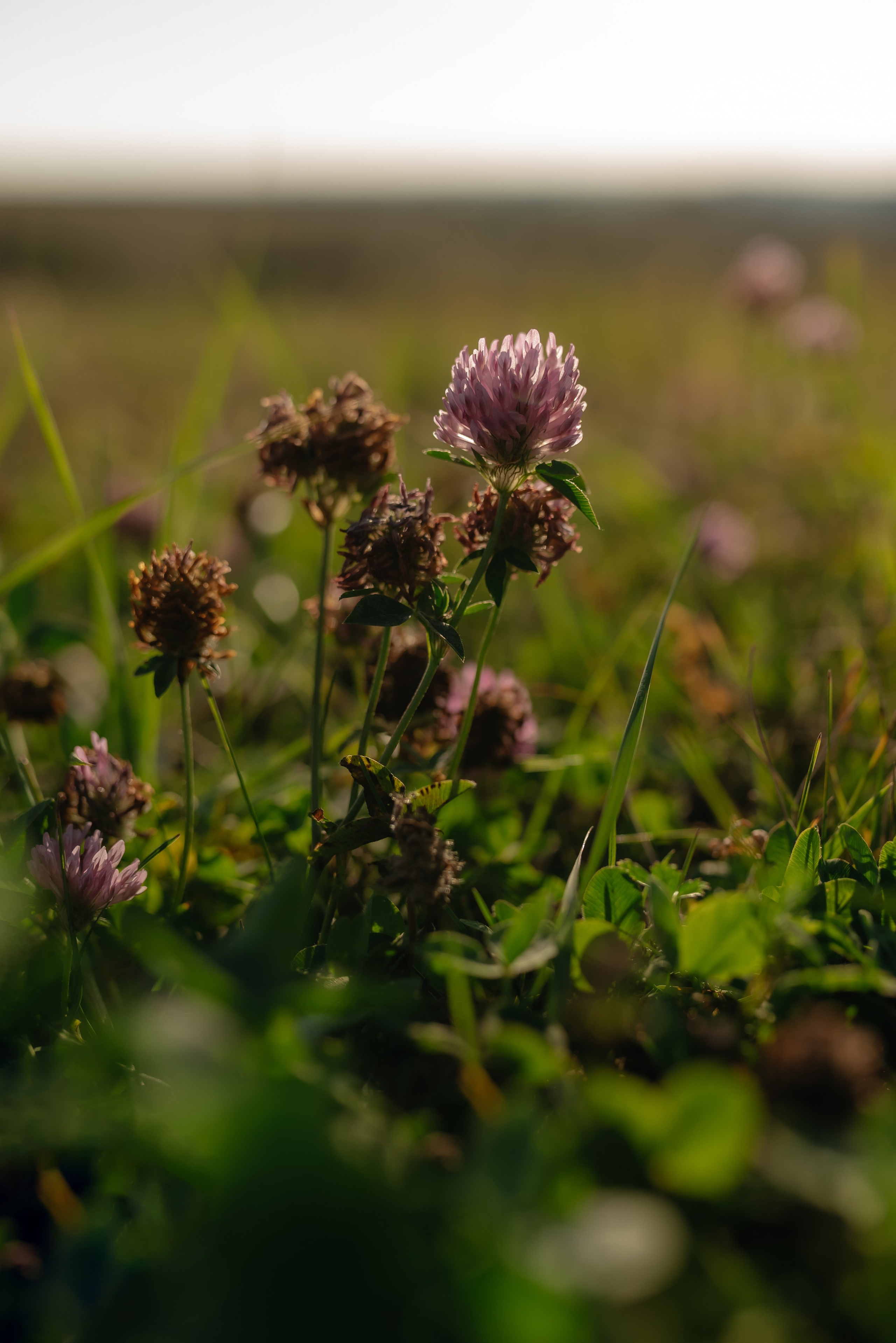 Анна. Семейный и портретный фотограф Нижний Новгород