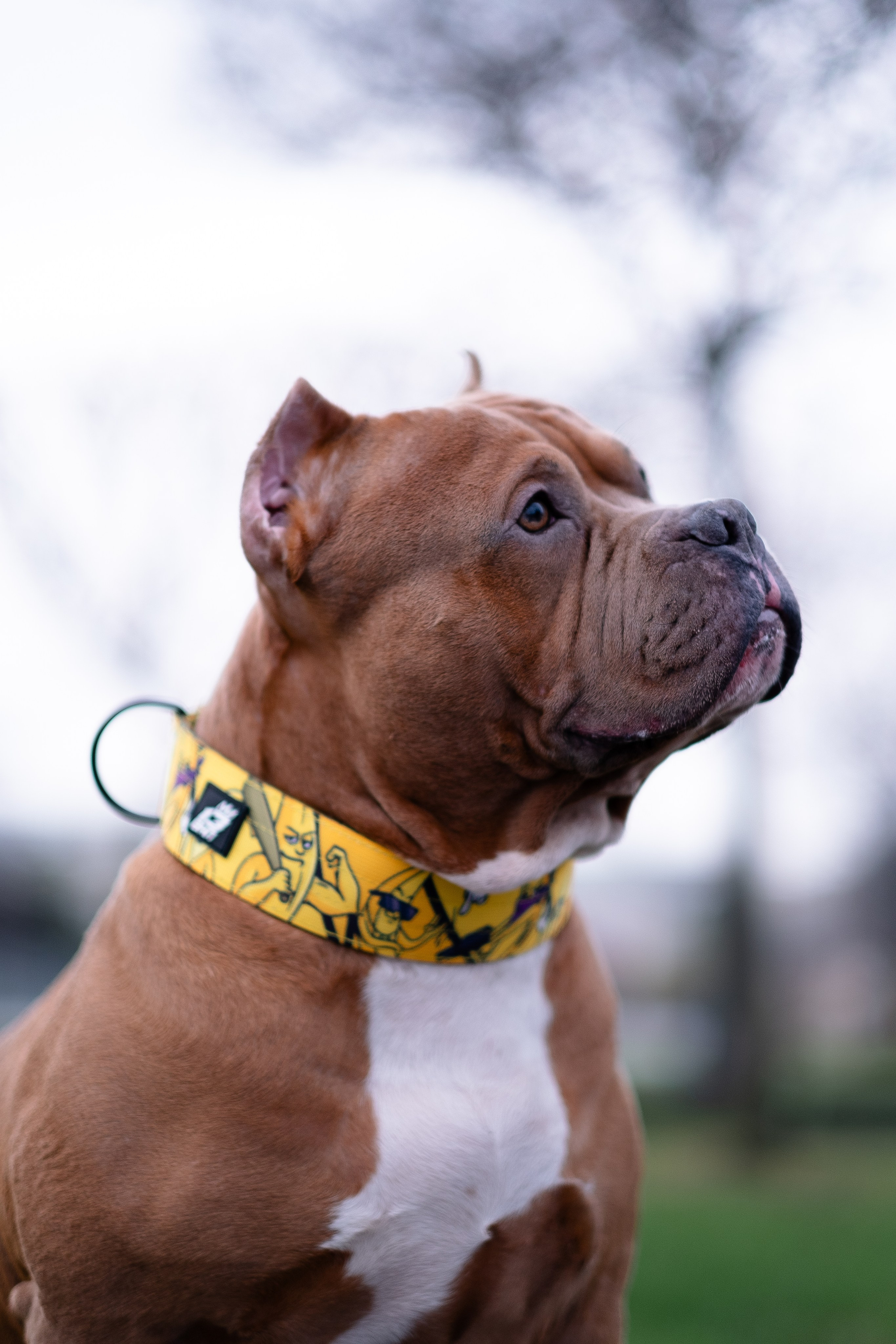 Спай и его семья. Фотограф и видеограф анималист Аганина Дарья