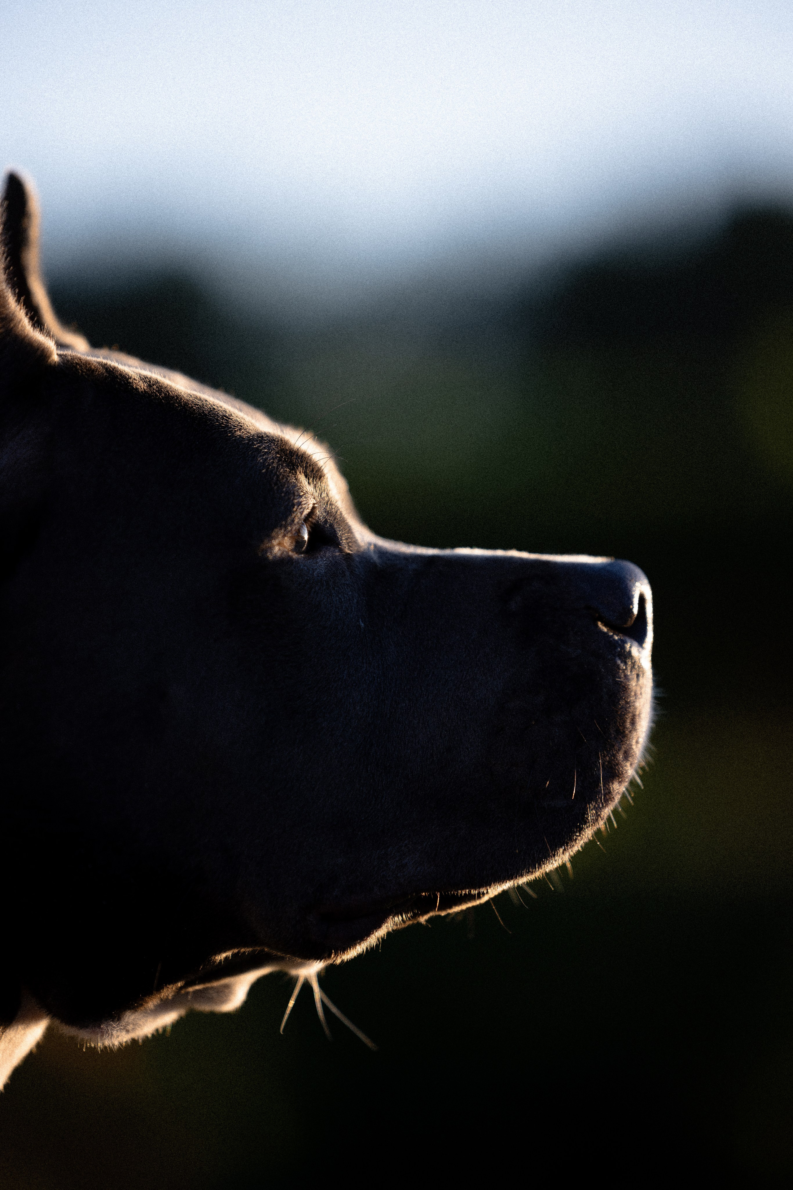 Катя, Леша, Лея и Трой. Фотограф и видеограф анималист Аганина Дарья