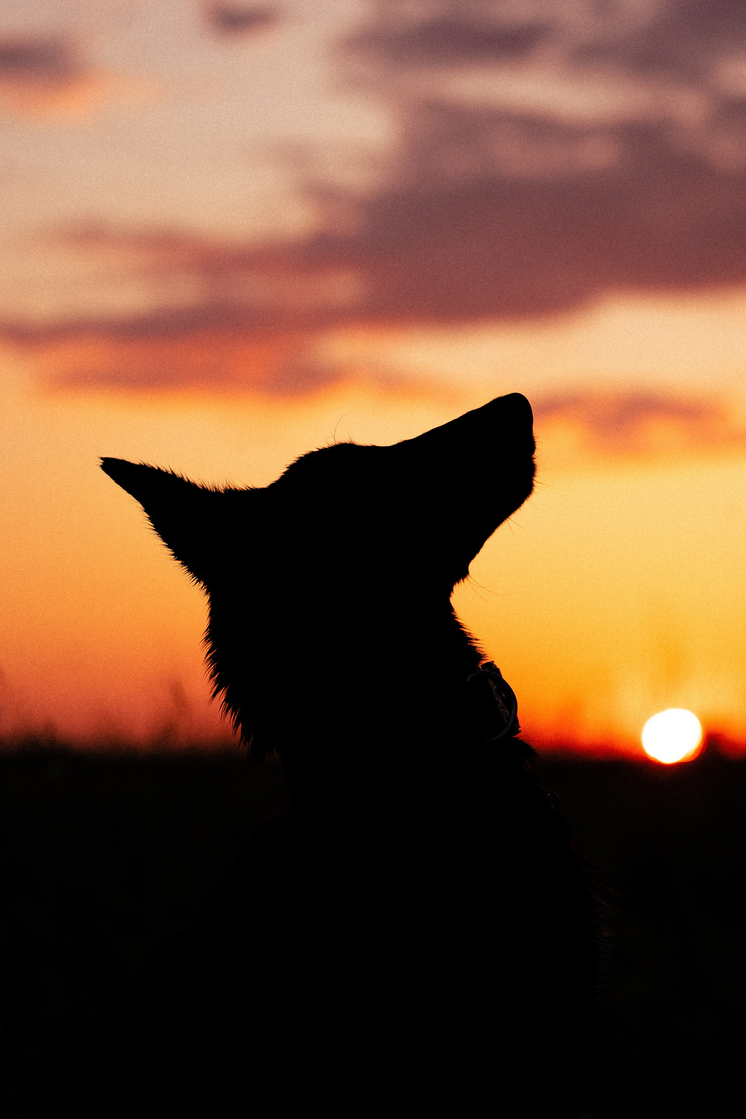 Галина и Лоя. Фотограф и видеограф анималист Аганина Дарья