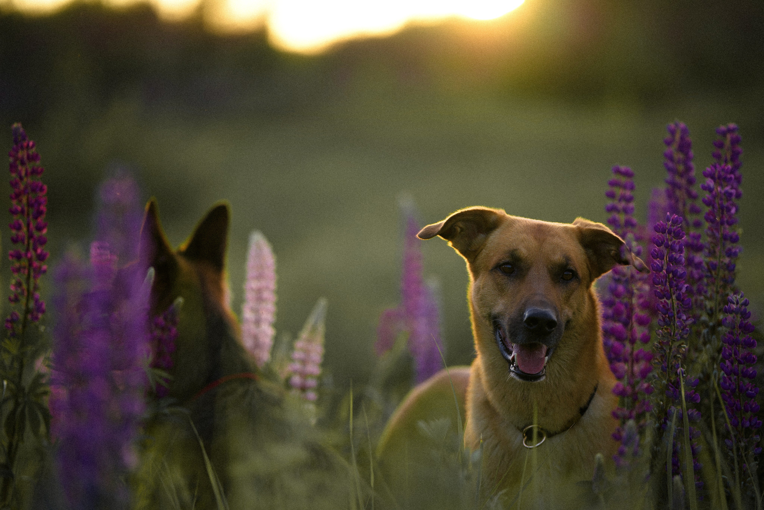 Тео и Гуччи. Фотограф и видеограф анималист Аганина Дарья