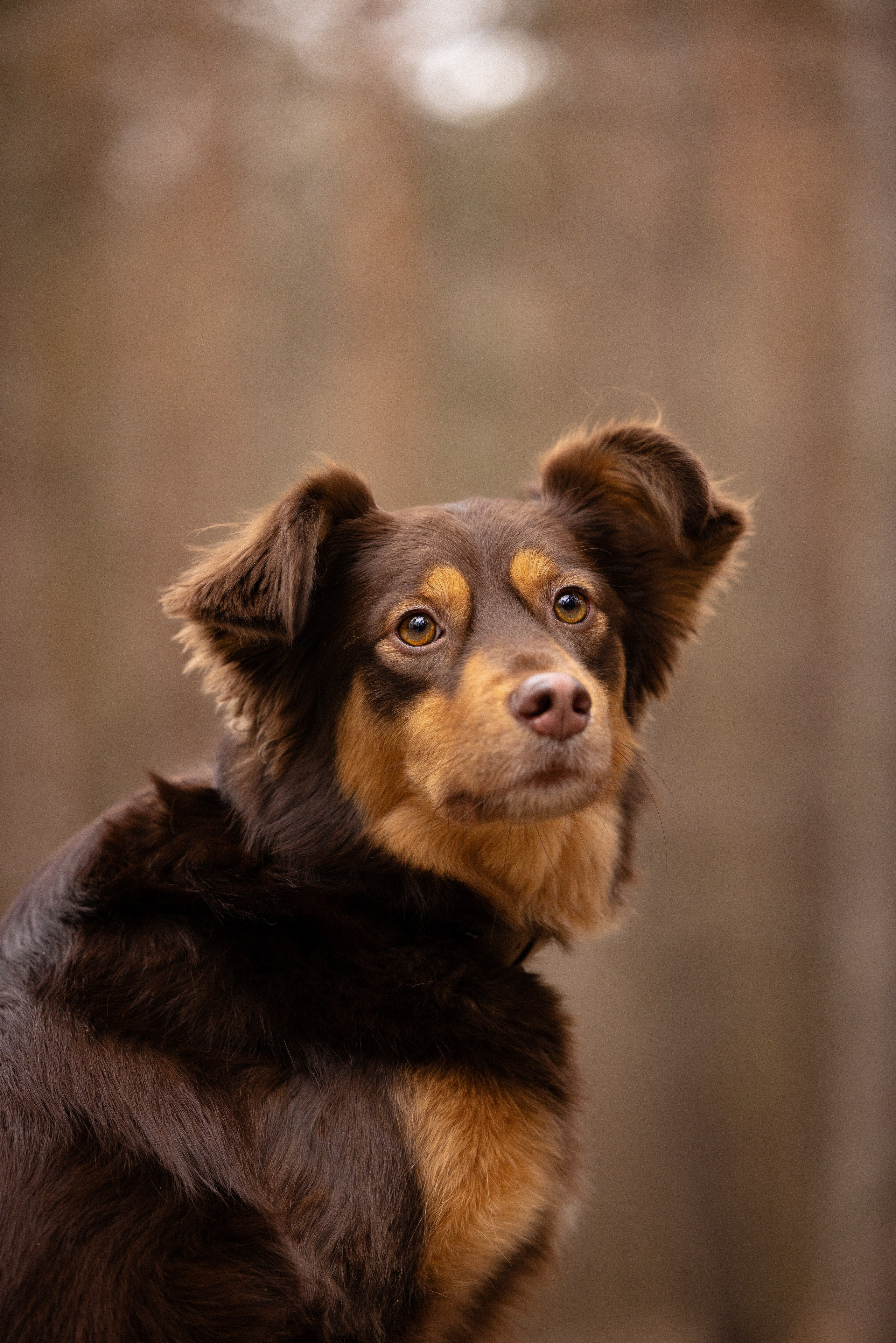 Катя и Мёд. Фотограф и видеограф анималист Аганина Дарья
