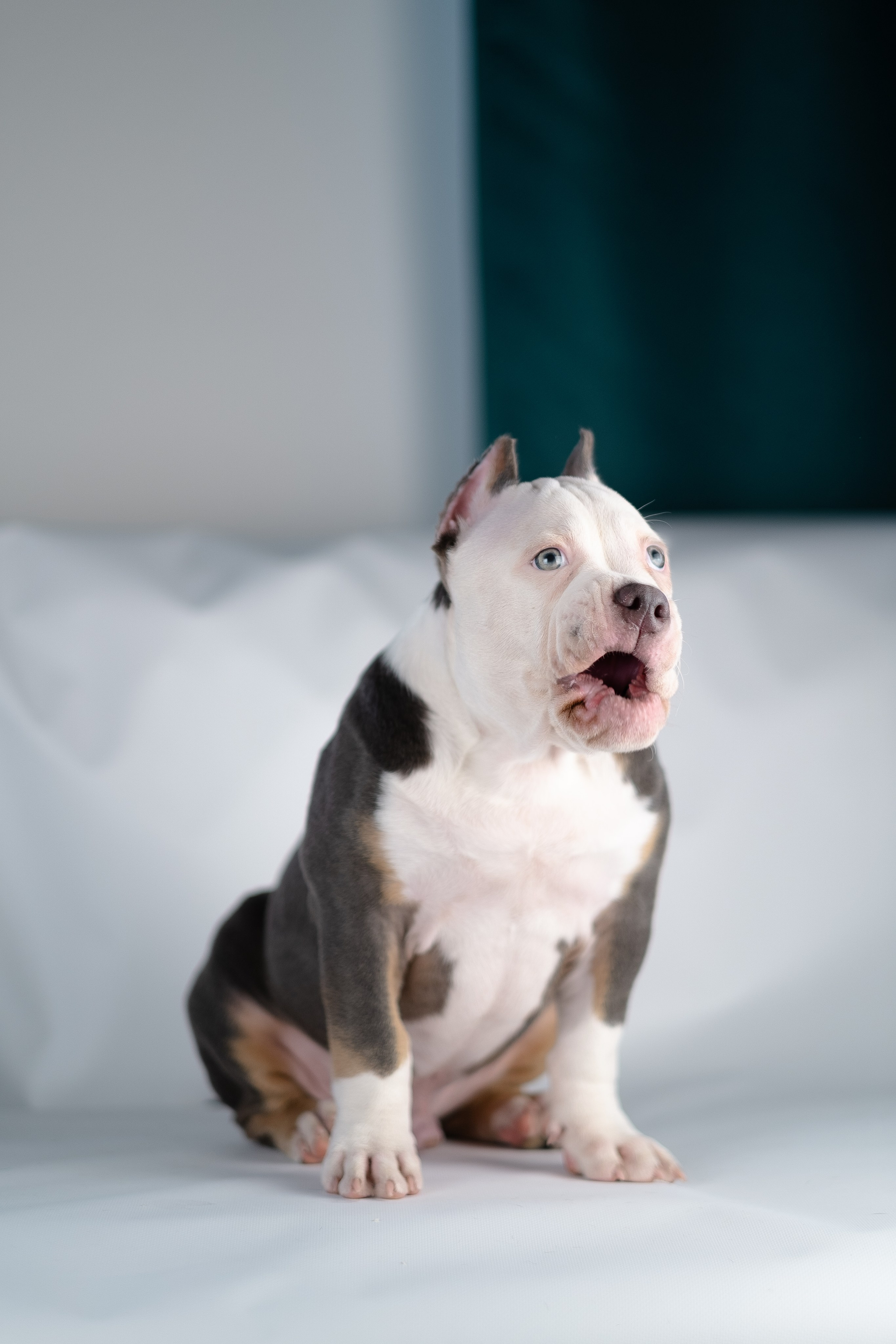 Зевс. Фотограф и видеограф анималист Аганина Дарья