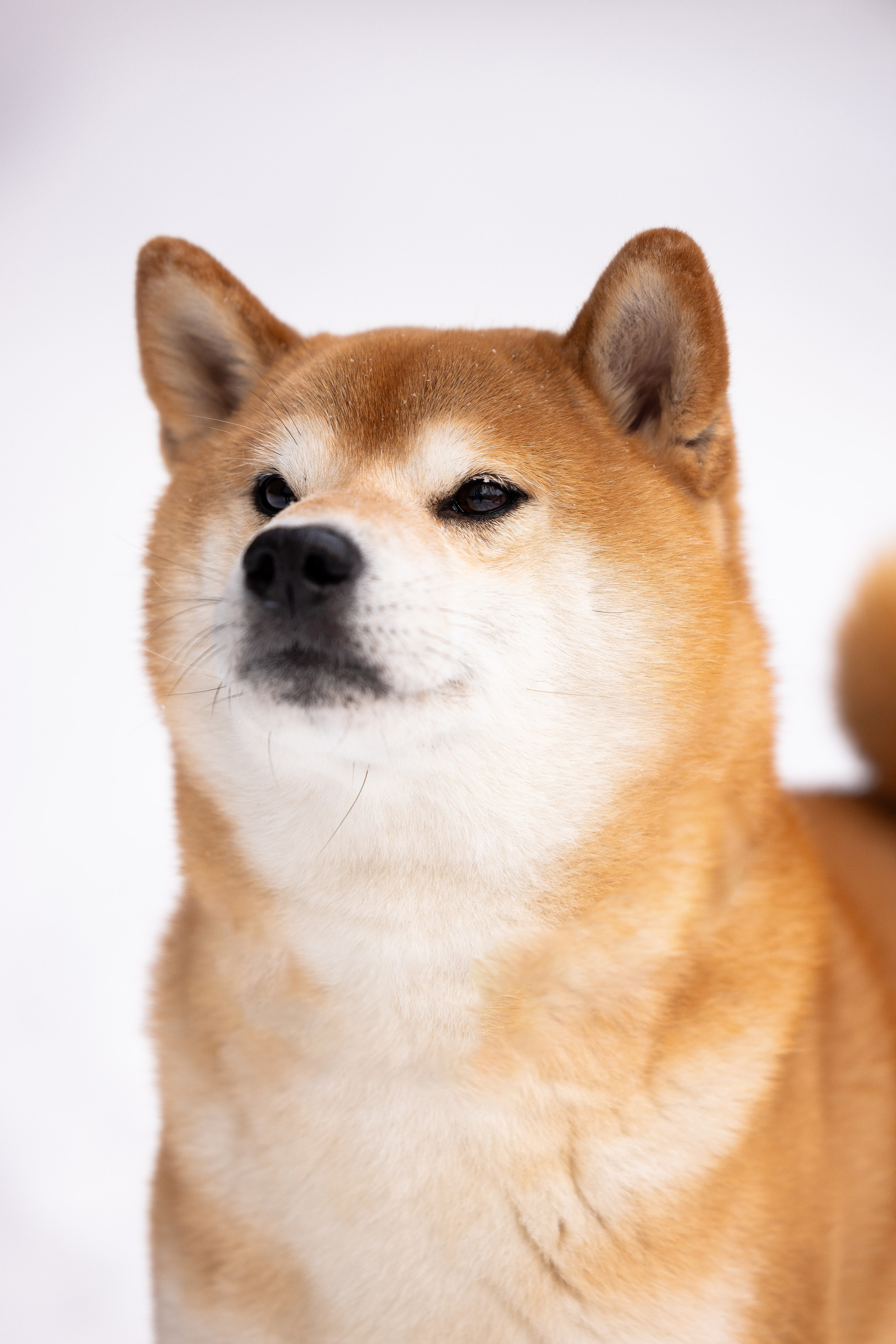 Юми, Серж и Тоши. Фотограф и видеограф анималист Аганина Дарья