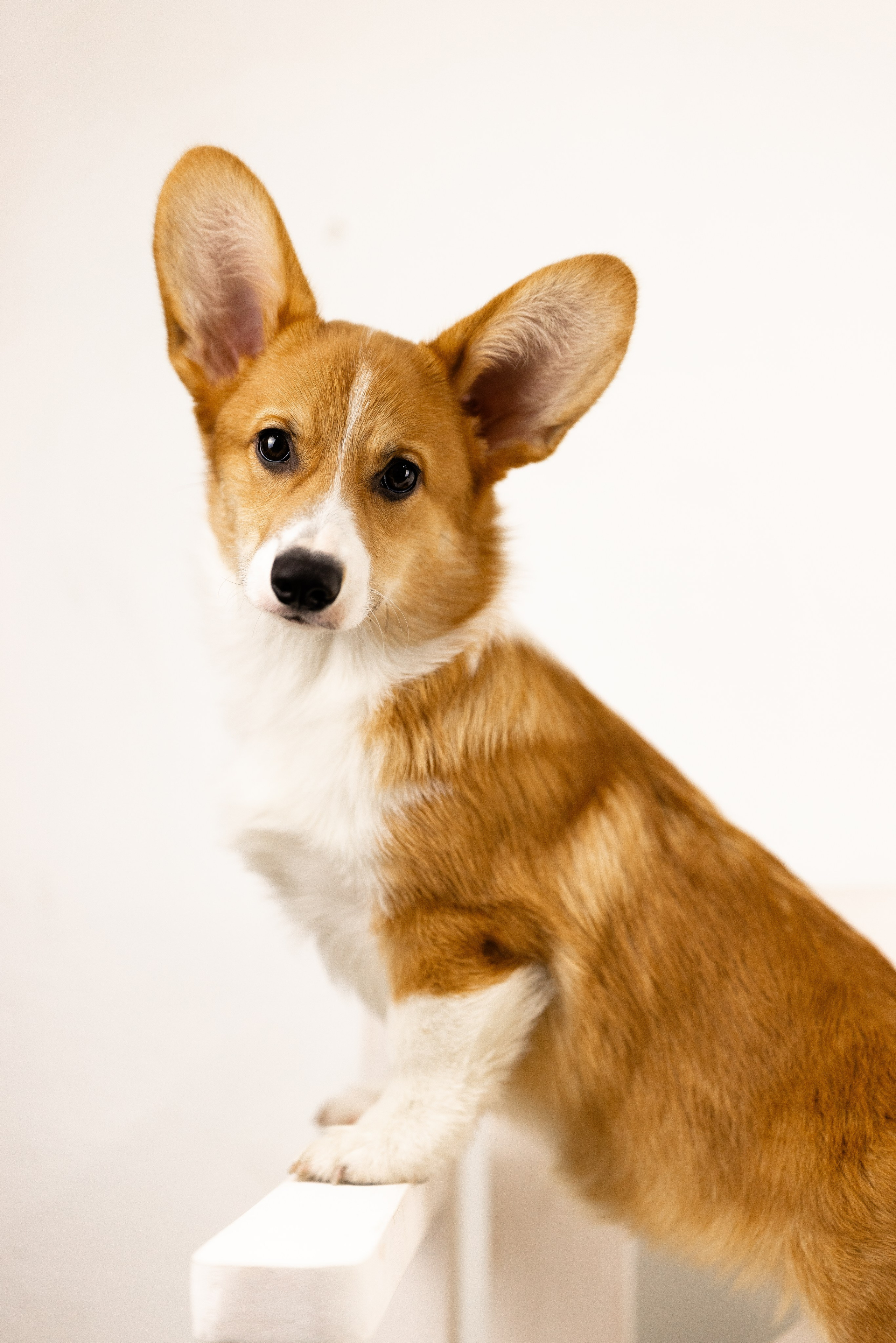 Корги. Фотограф и видеограф анималист Аганина Дарья