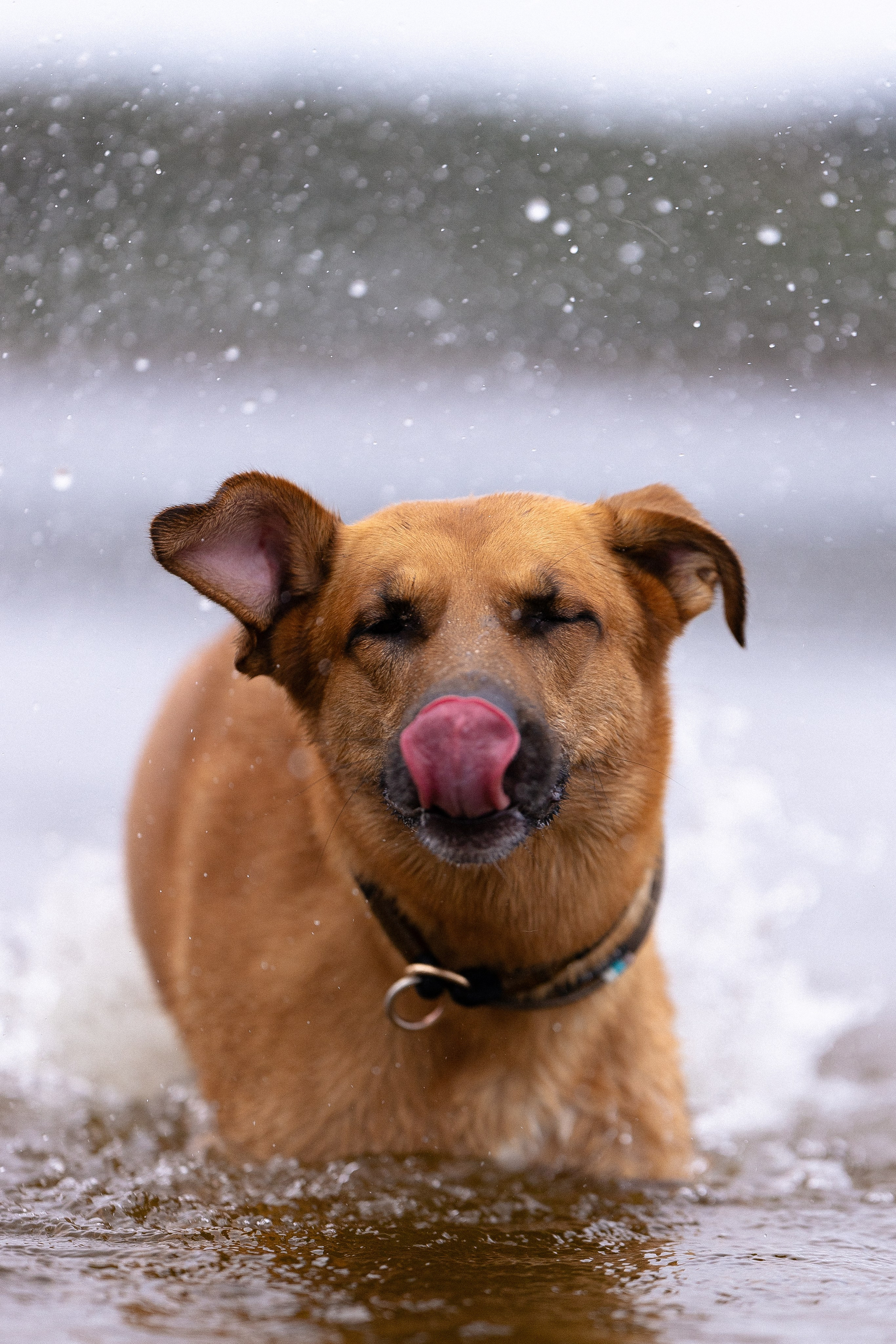 Karelia. Фотограф и видеограф анималист Аганина Дарья