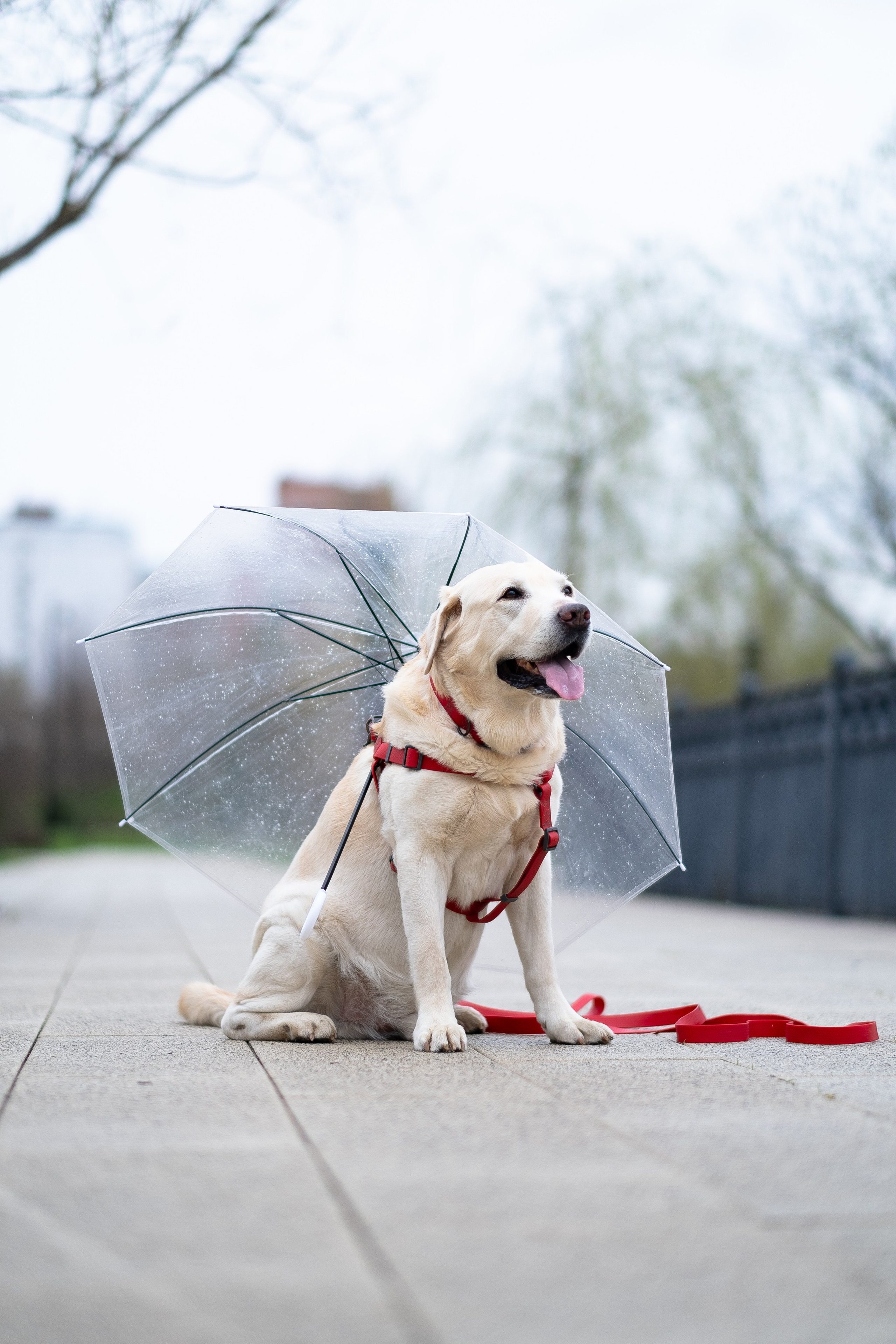 Света и Лето. Фотограф и видеограф анималист Аганина Дарья