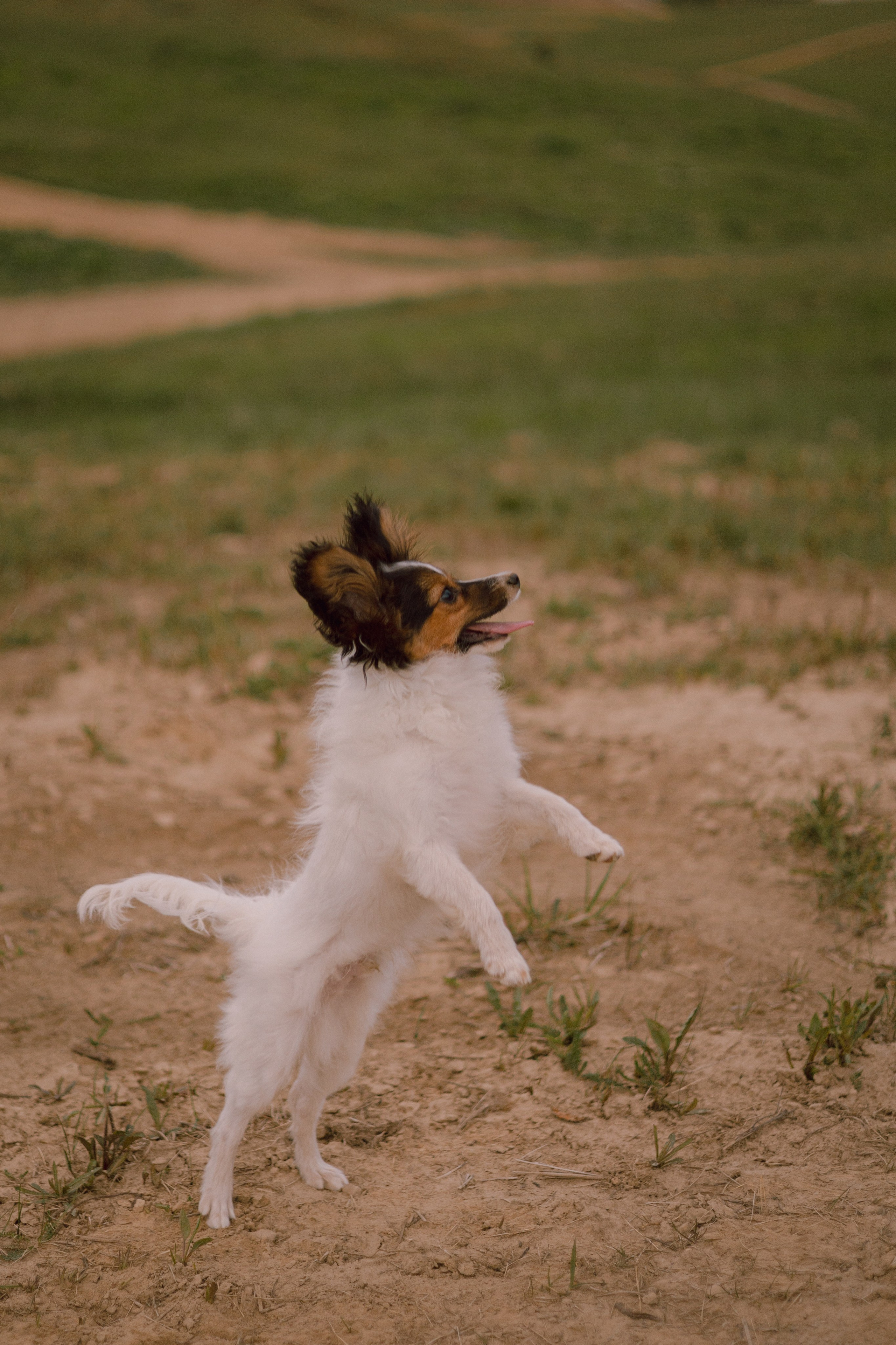 Вика и Бруни. Фотограф — анималист •love-story•|Санкт-Петербург