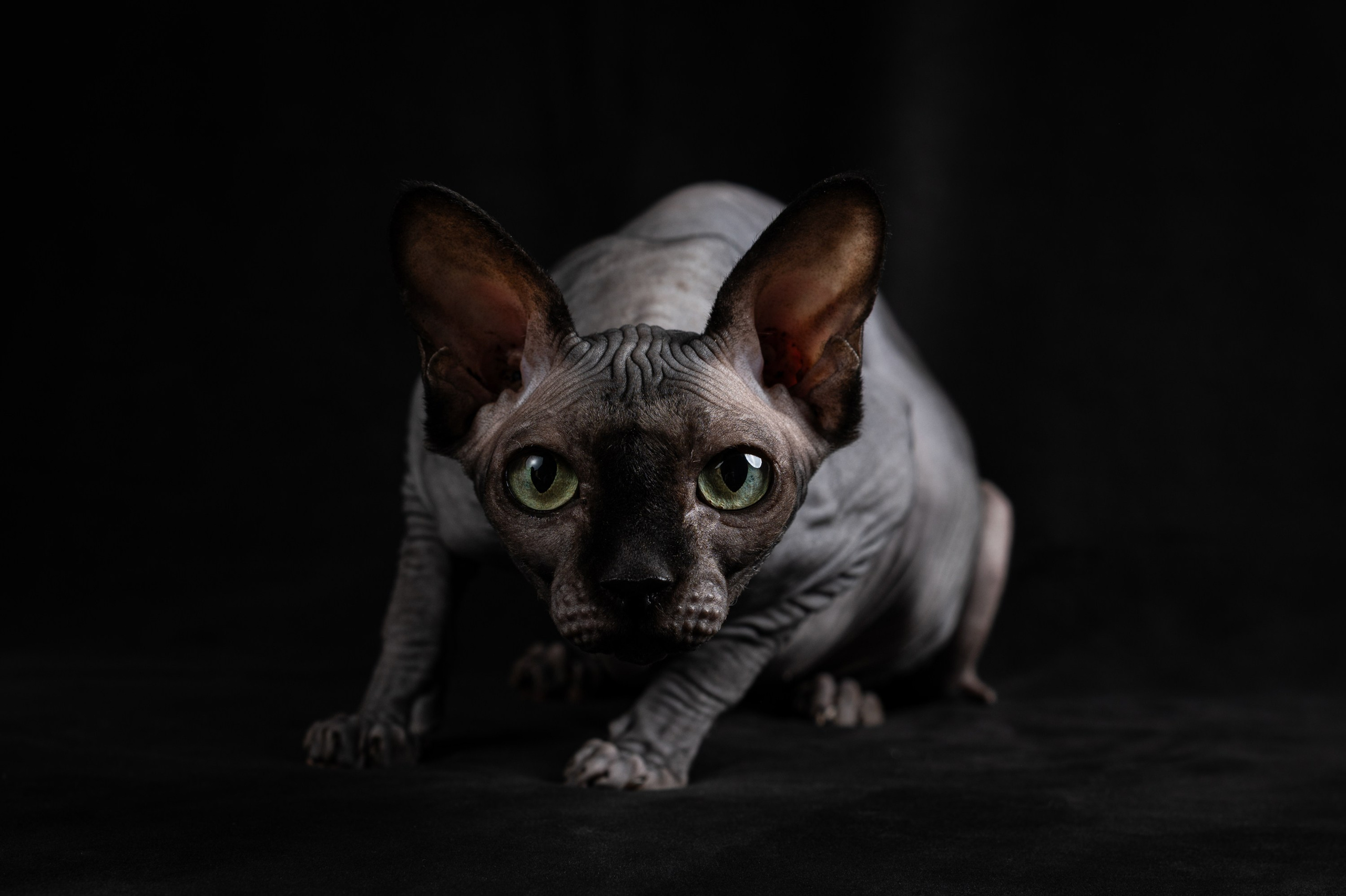 Alexandrovna photography