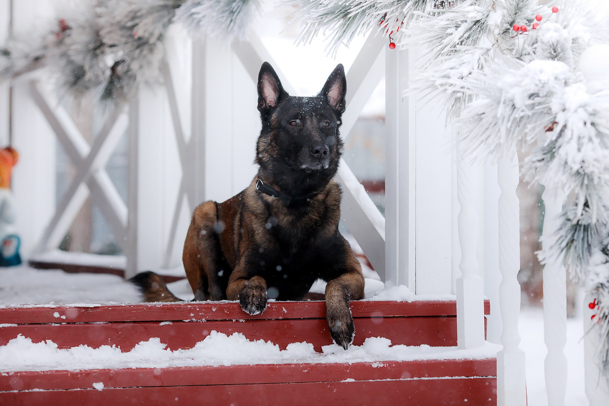 Зорро. Фотограф-анималист Mary Mart — Москва, Питер