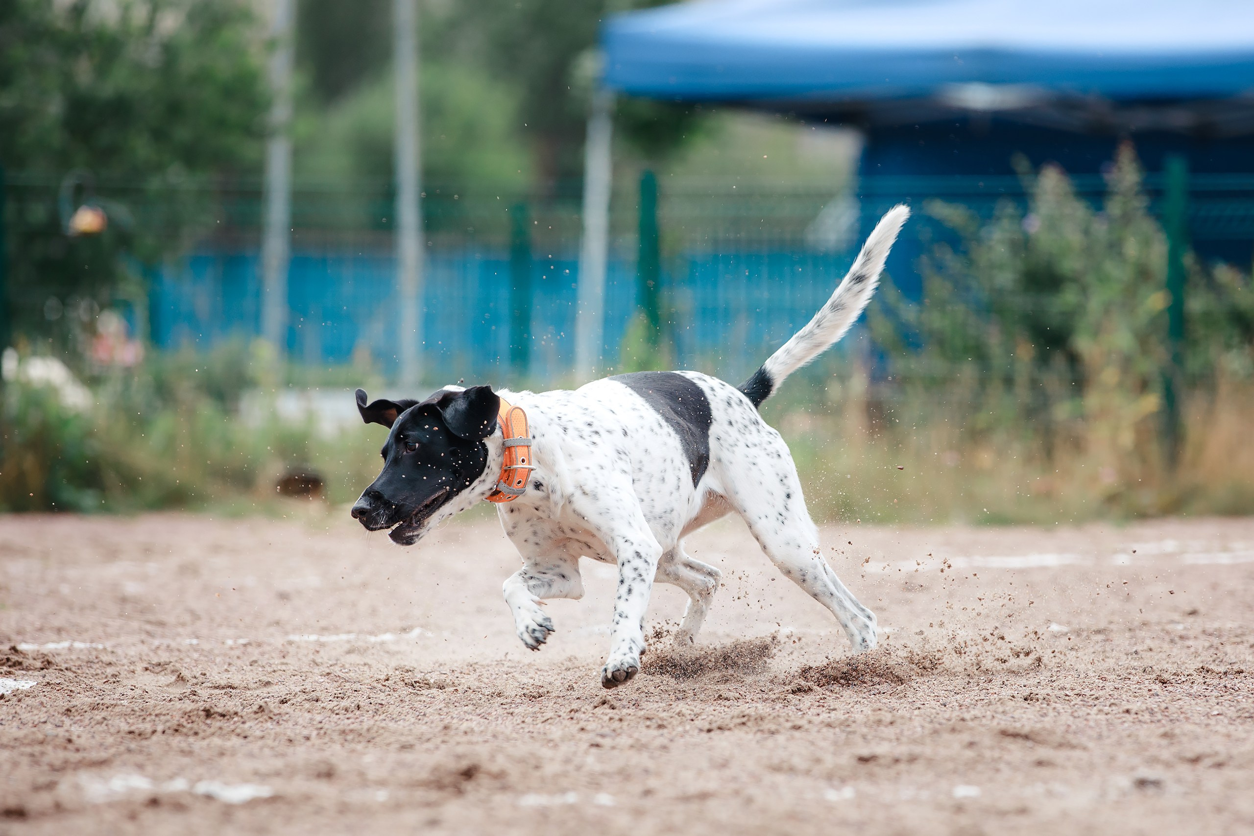 Питч&Гоу + веселые старты. Фотограф-анималист Mary Mart — Москва, Питер