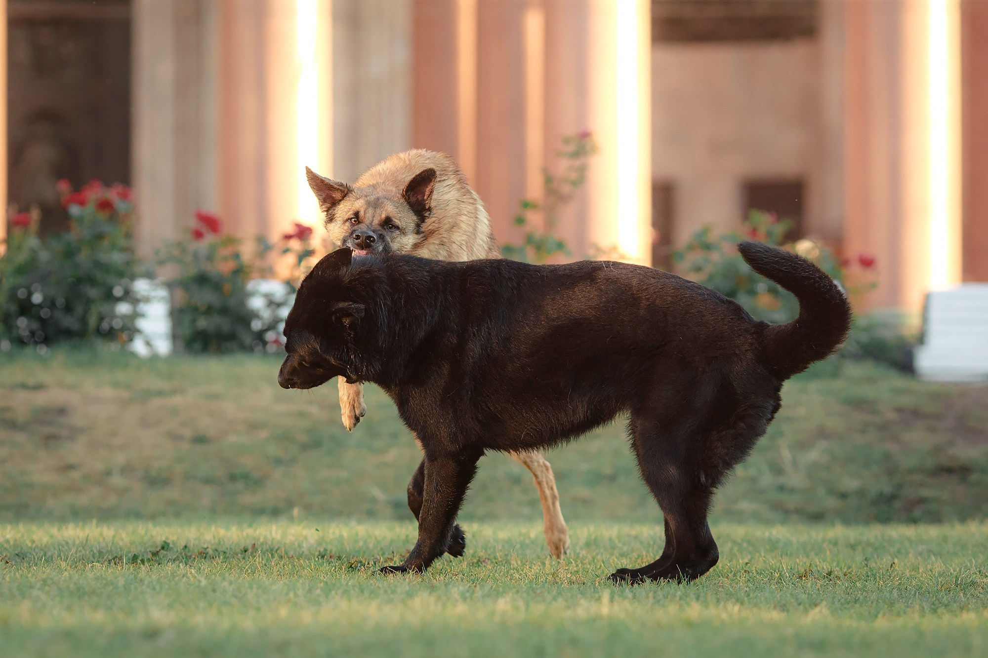 Алена, Кай и Мара. Фотограф-анималист Mary Mart — Москва, Питер