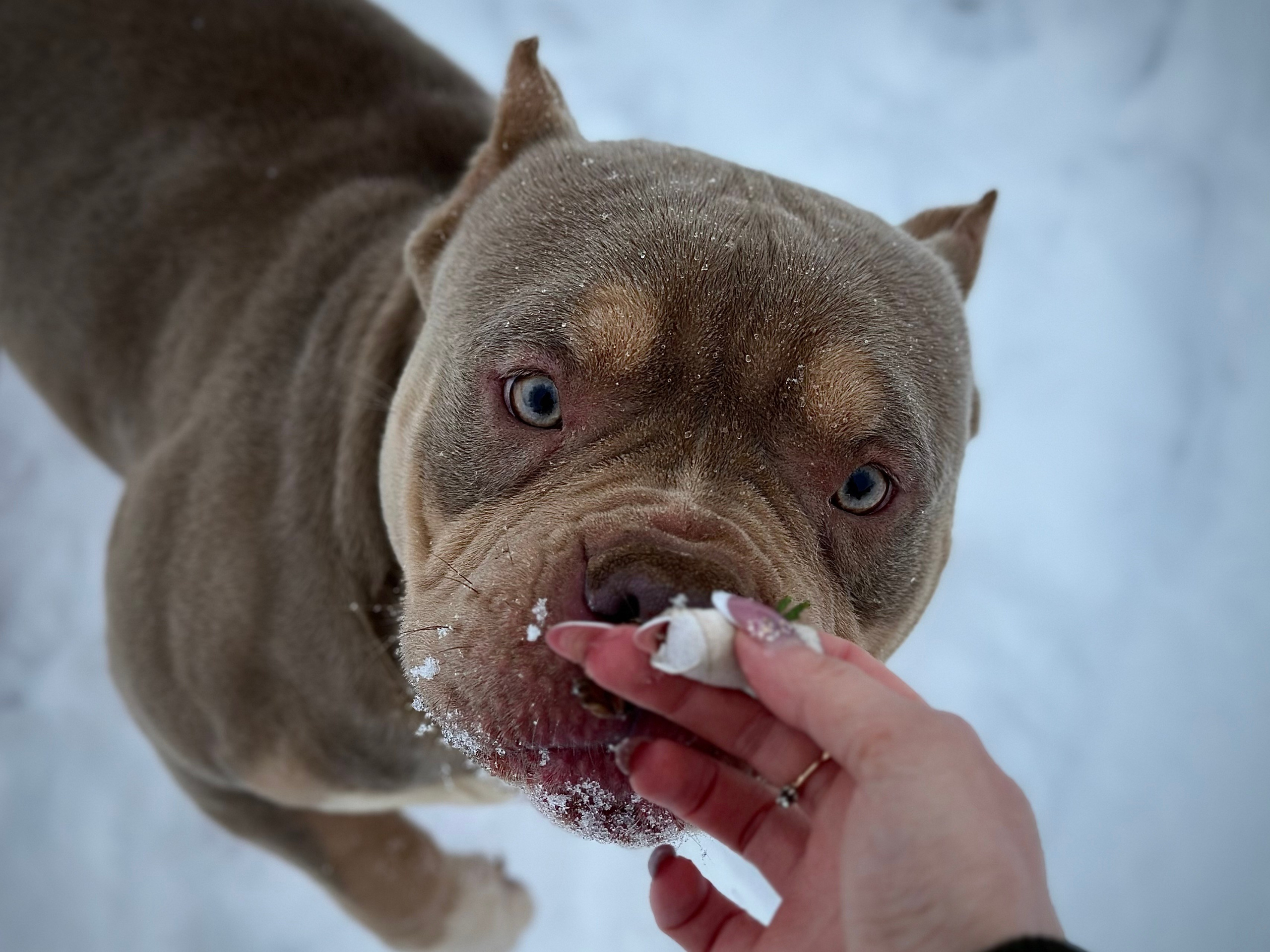 Stark. Питомник американских булли Bounty Pride Bully