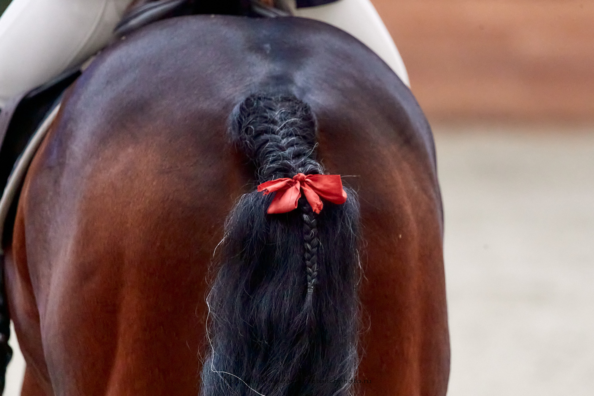 Кубок России по конкуру, Maxima Stables | 11'2020. Репортажный фотограф и ретушер в Москве Наталья Алексеева