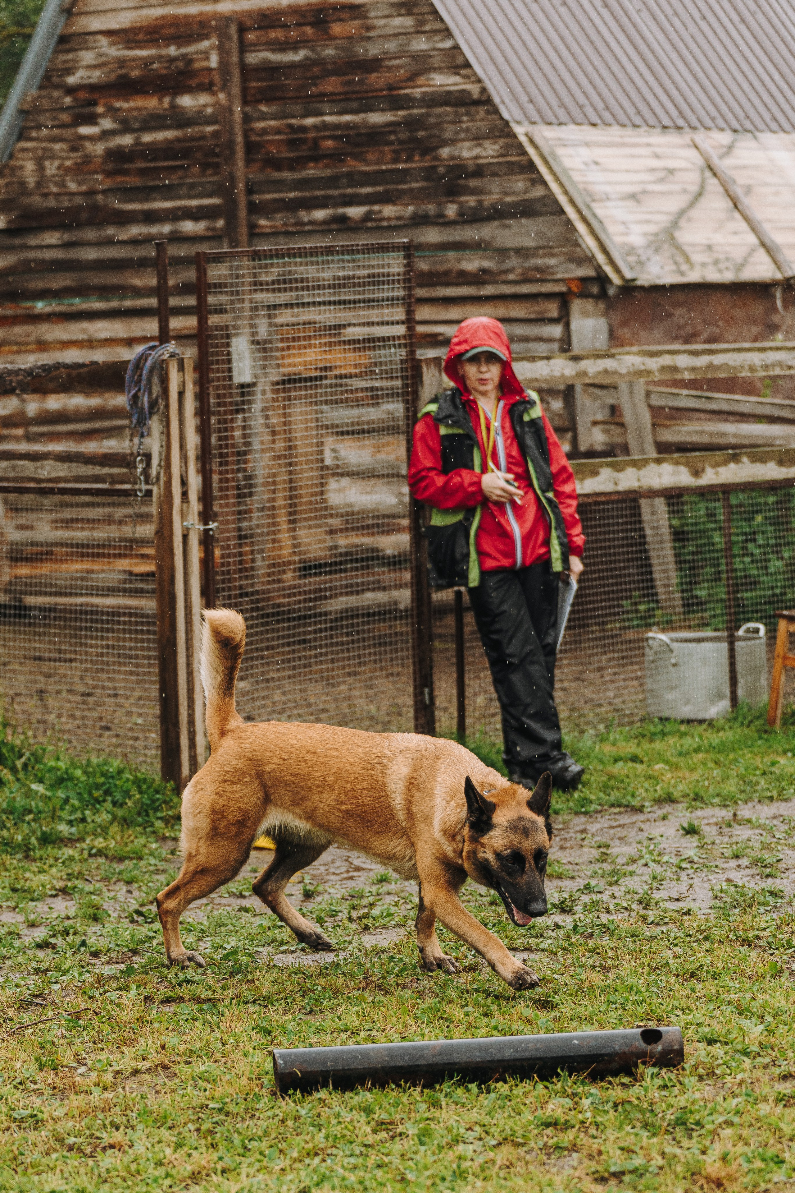 Соревнования по ноузворку в Новожилово. Фотограф анималист в Спб недорого Олеся Майорова