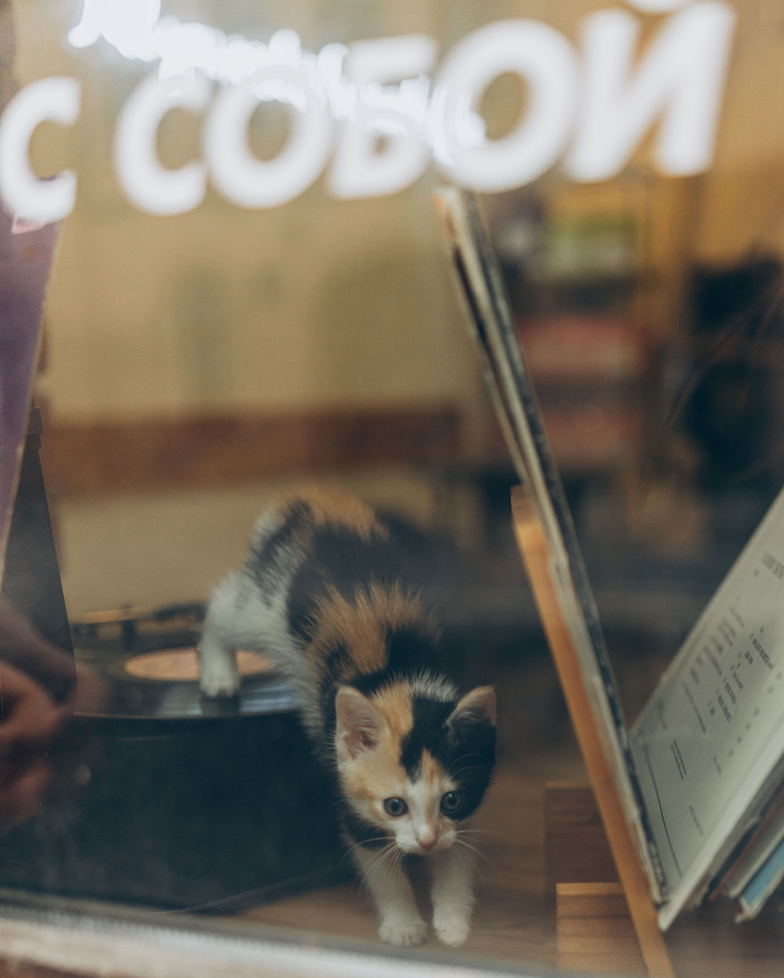 Соник. Фотограф анималист в Спб недорого Олеся Майорова