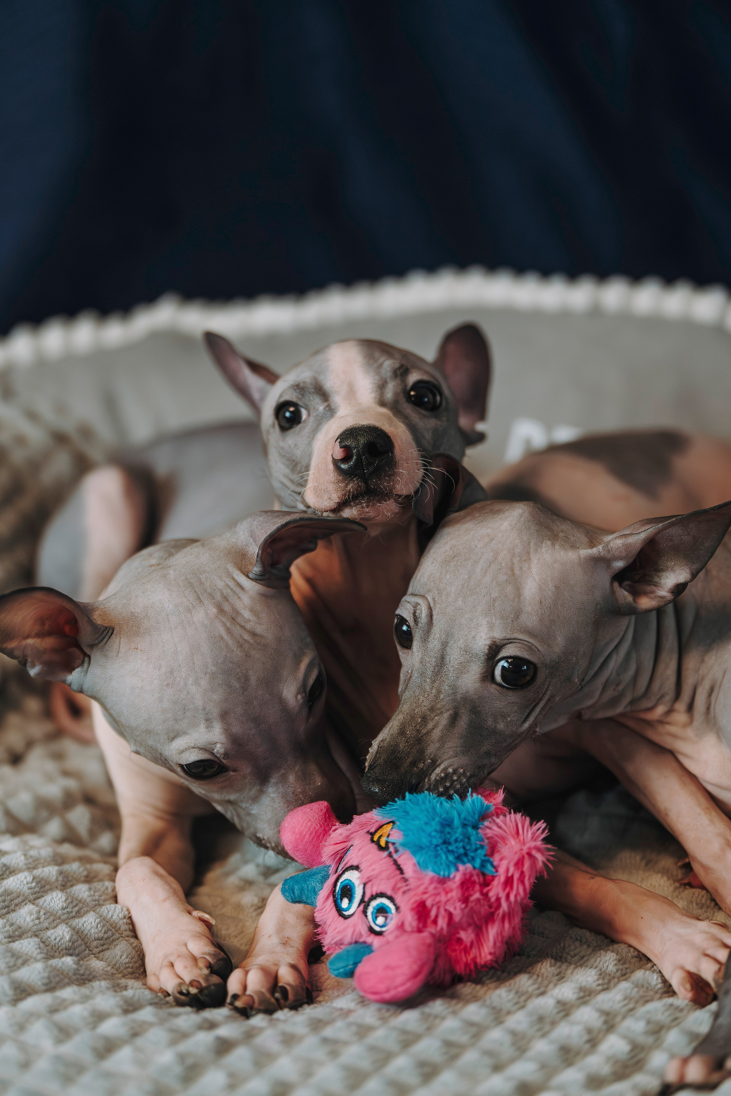 Малыши американского голого терьера. Фотограф анималист в Спб недорого Олеся Майорова
