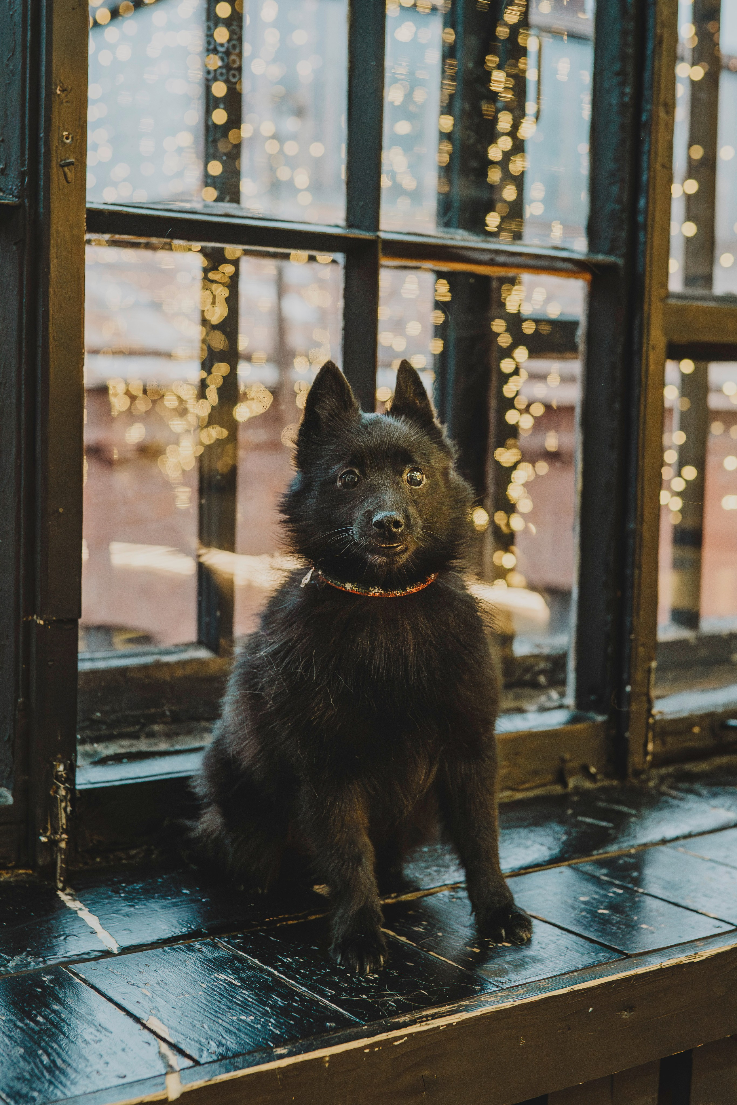 Аня, Андуин и Тесс. Фотограф анималист в Спб недорого Олеся Майорова