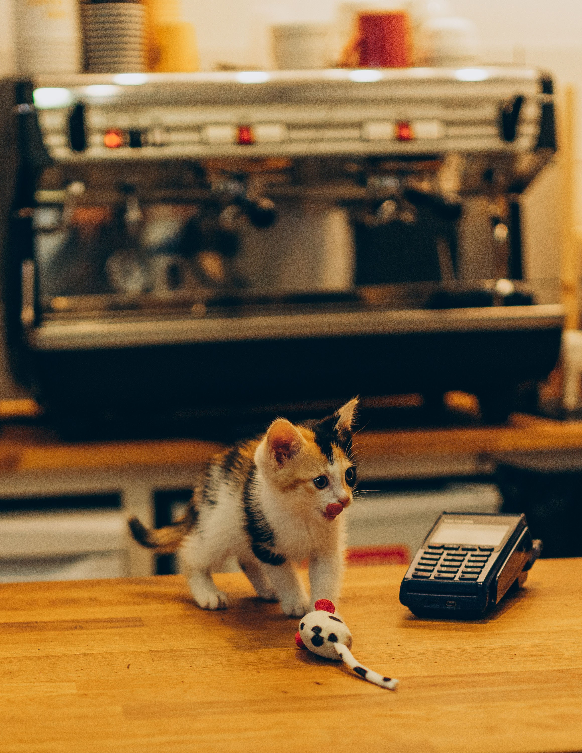 Соник. Фотограф анималист в Спб недорого Олеся Майорова