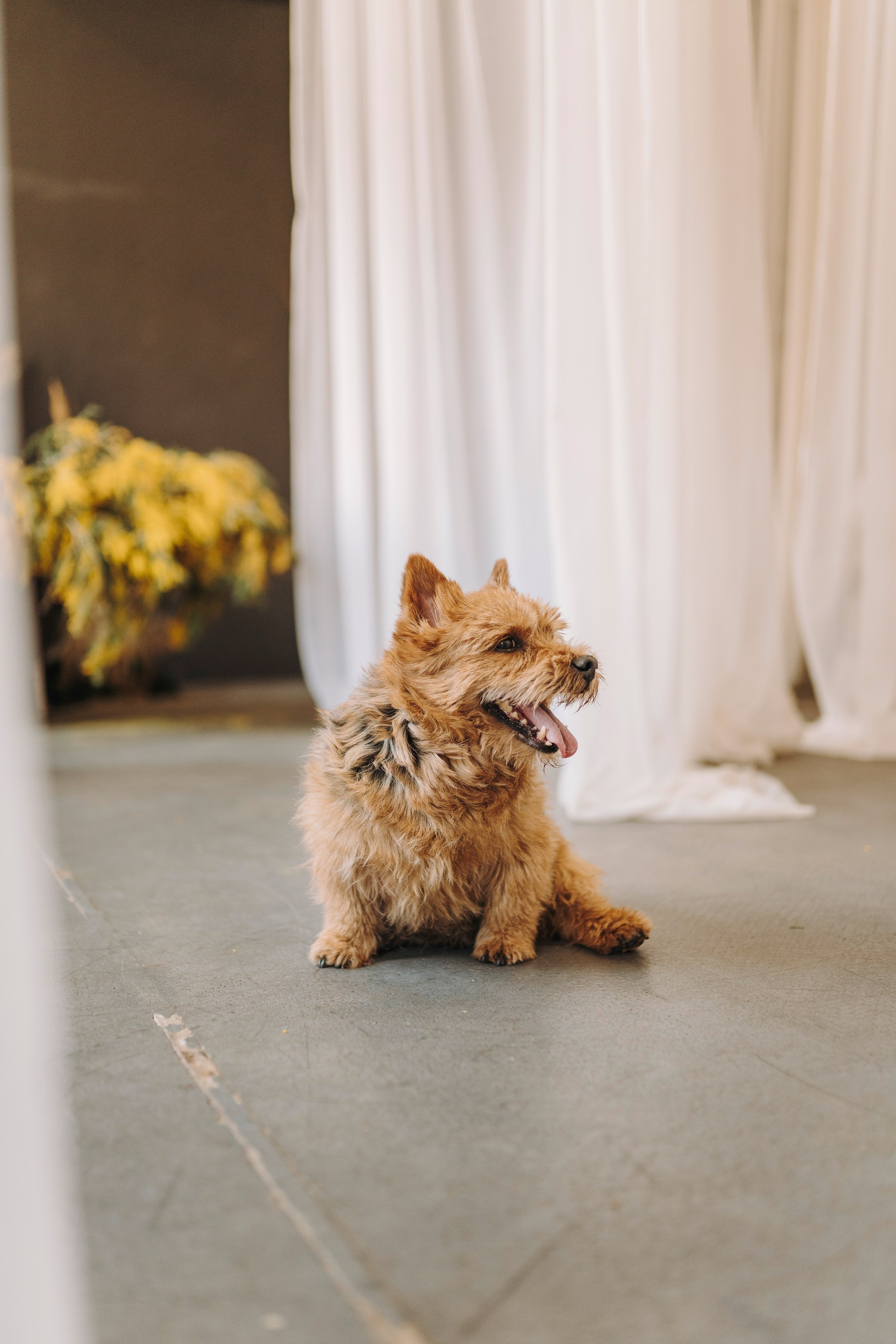 Маша и Рамси. Фотограф анималист в Спб недорого Олеся Майорова