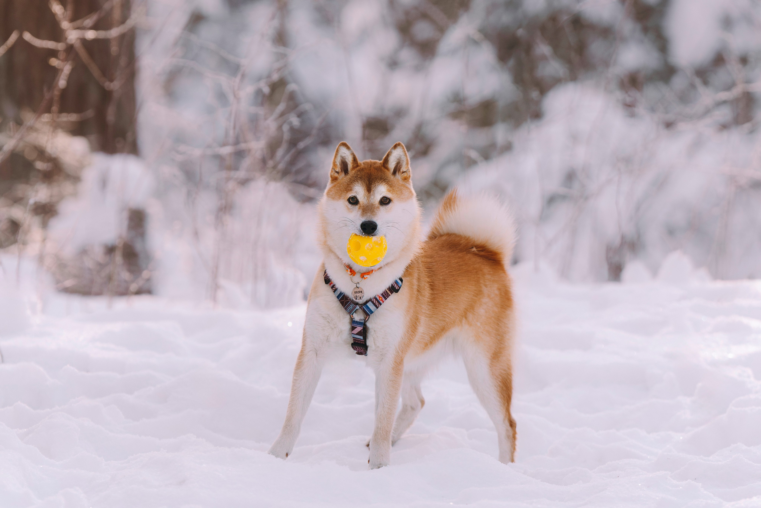Каори, Анна и Антон. Фотограф анималист в Спб недорого Олеся Майорова