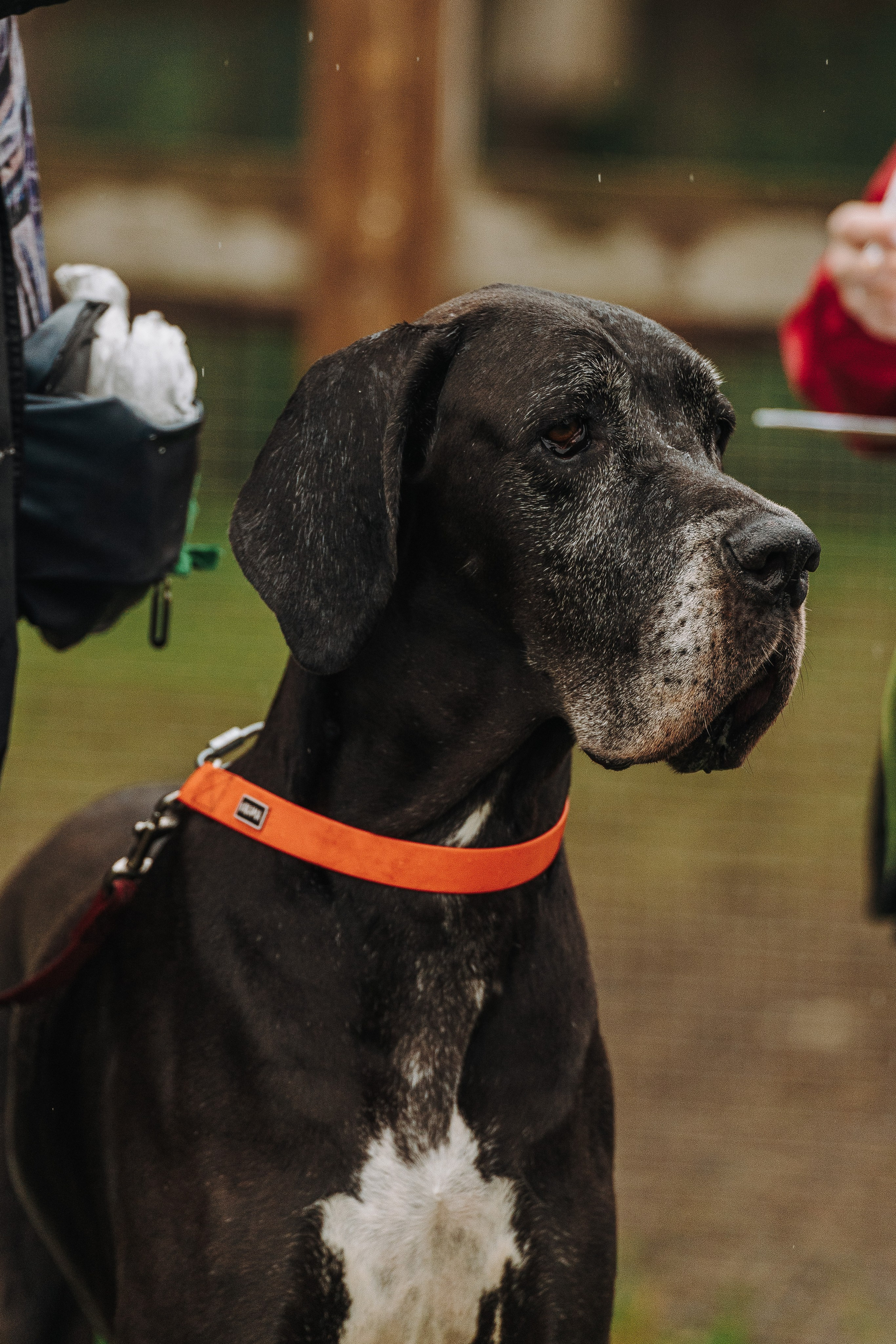 Соревнования по ноузворку в Новожилово. Фотограф анималист в Спб недорого Олеся Майорова
