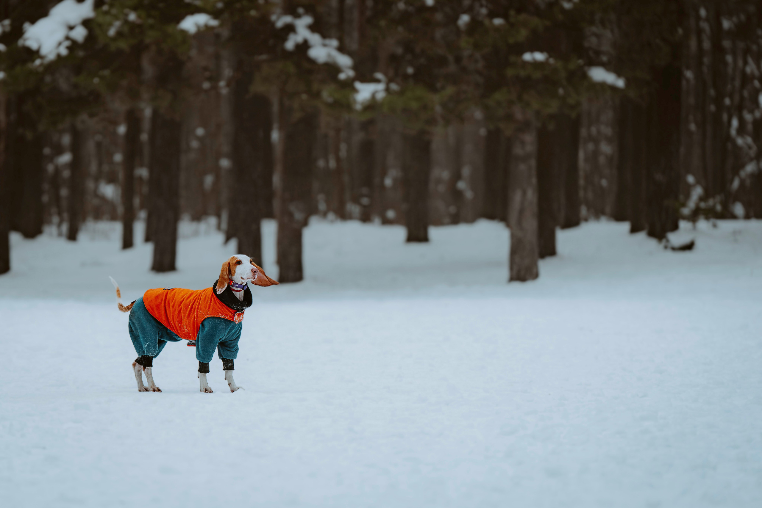 Ольга, Рора и Румпель. Фотограф анималист в Спб недорого Олеся Майорова