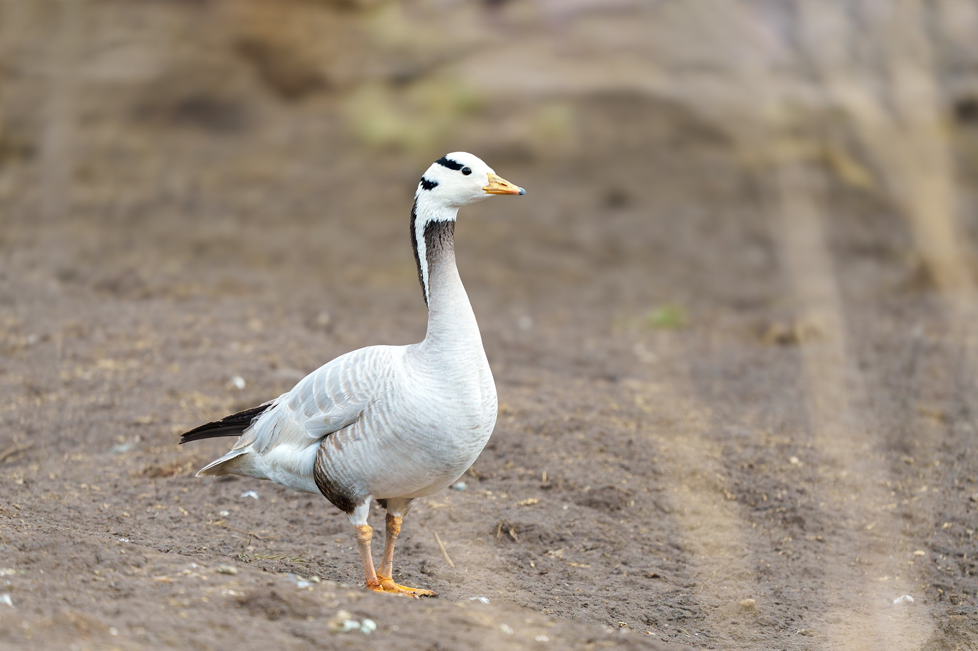 Удивительные мир птиц. Вокруг нас столько прекрасного — присмотритесь!. Ваш личный фотограф Марина Волкова