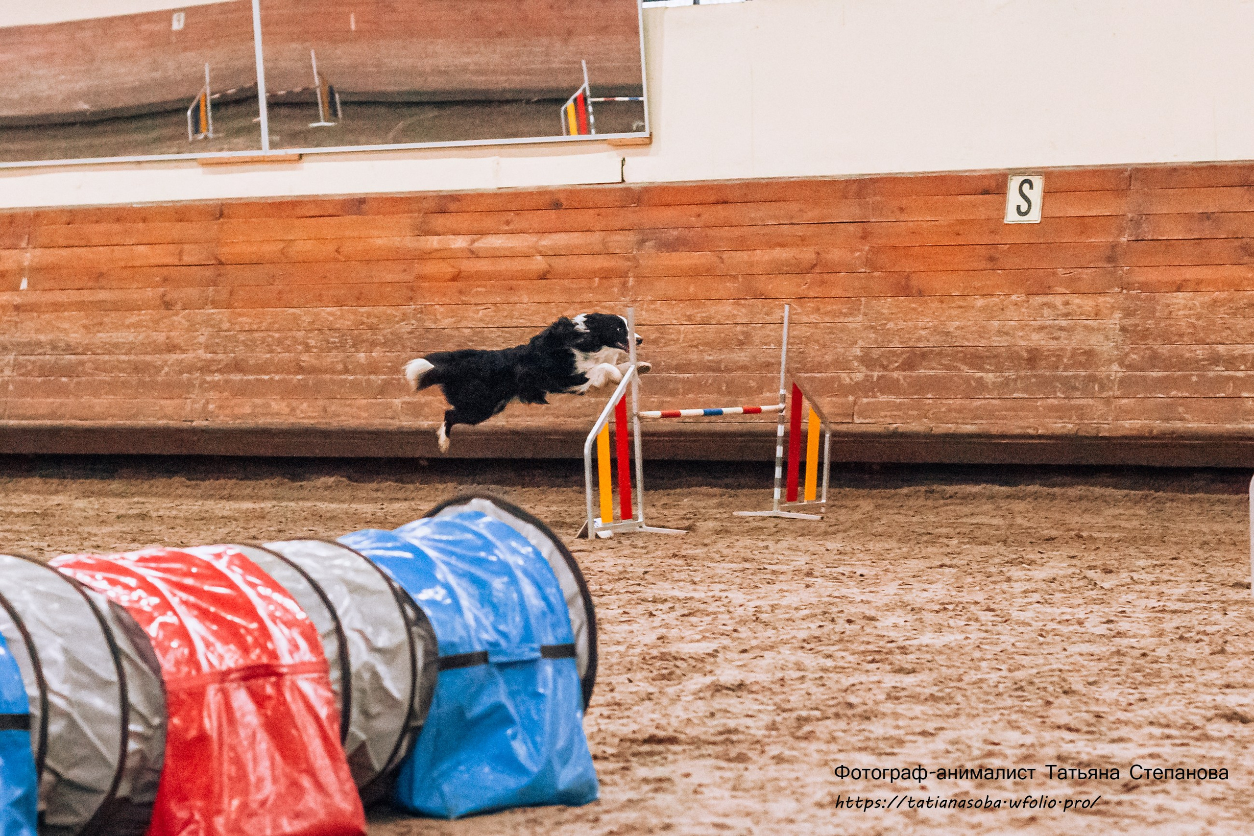 Соревнования по Аджилити 25.02.2024. Фотограф-анималист Татьяна Степанова