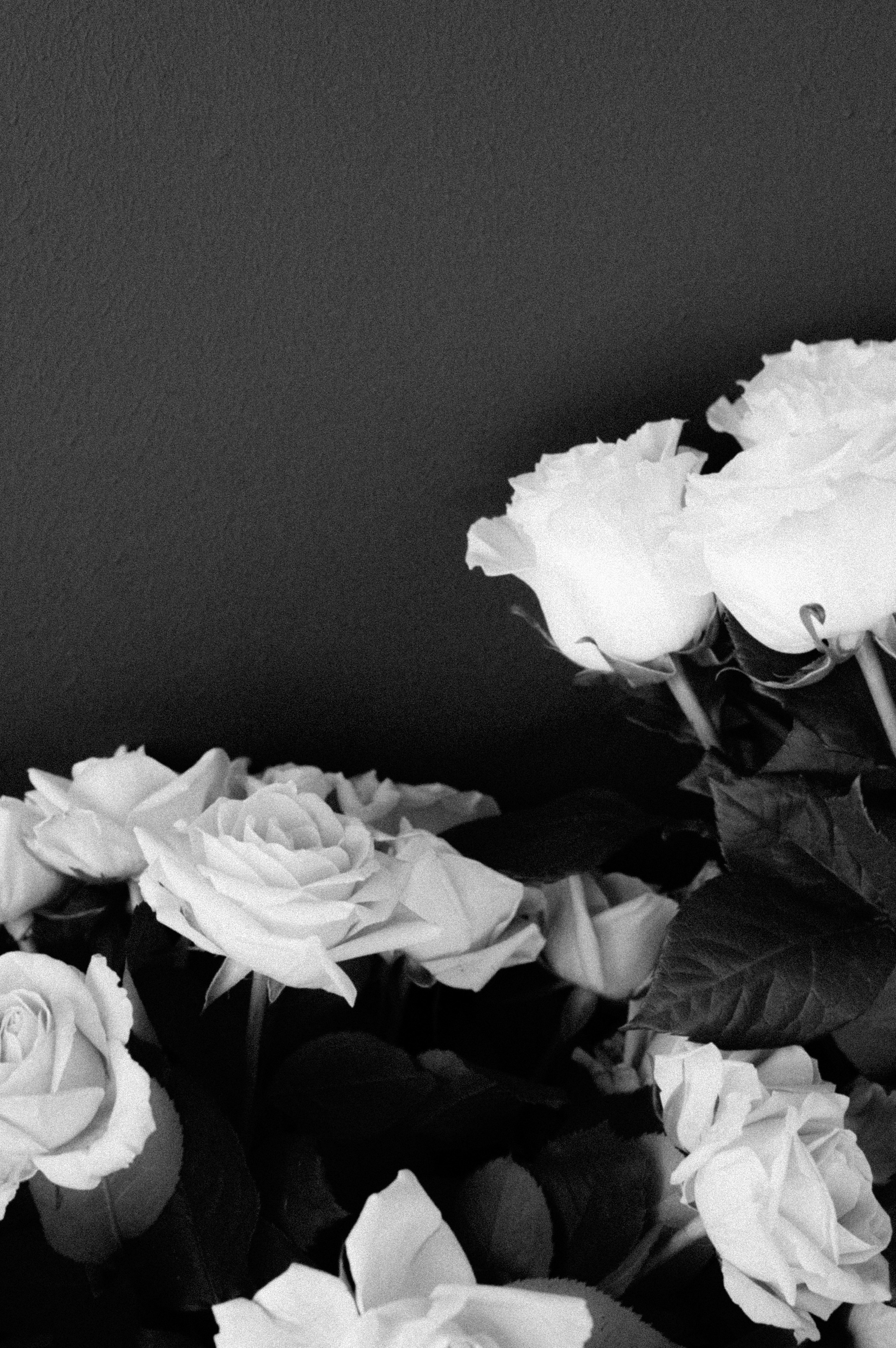 Alena|Kostya. Свадебный фотограф Санкт-Петербург DanyaPhotoart