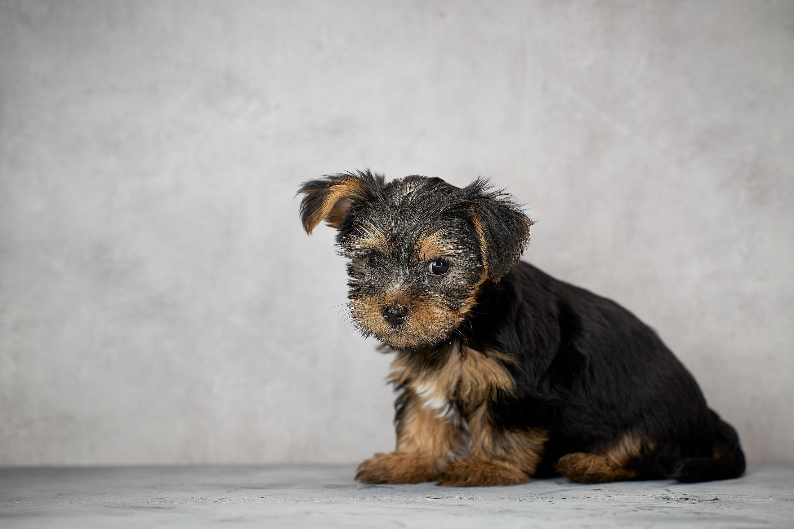 Фотосессия щенков на фонах. Фотограф собак в Краснодаре и Краснодарском крае Суковатых Евгений