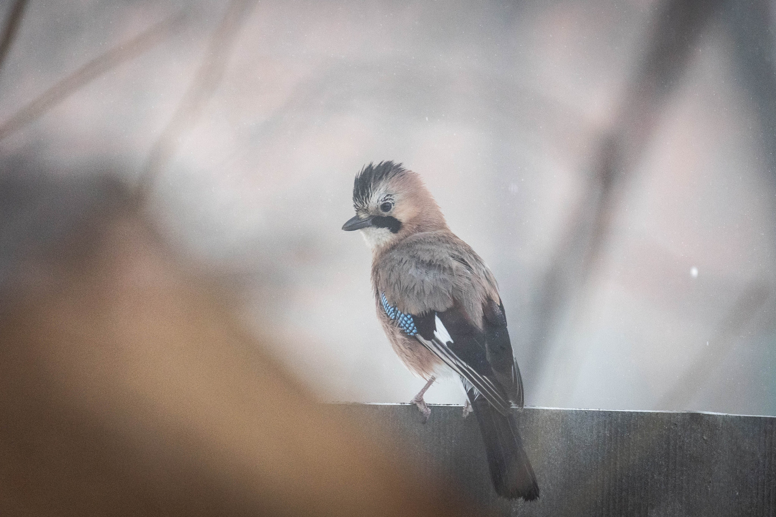 Дикий животный мир. Фотограф-АниМалист Анна Абрамова