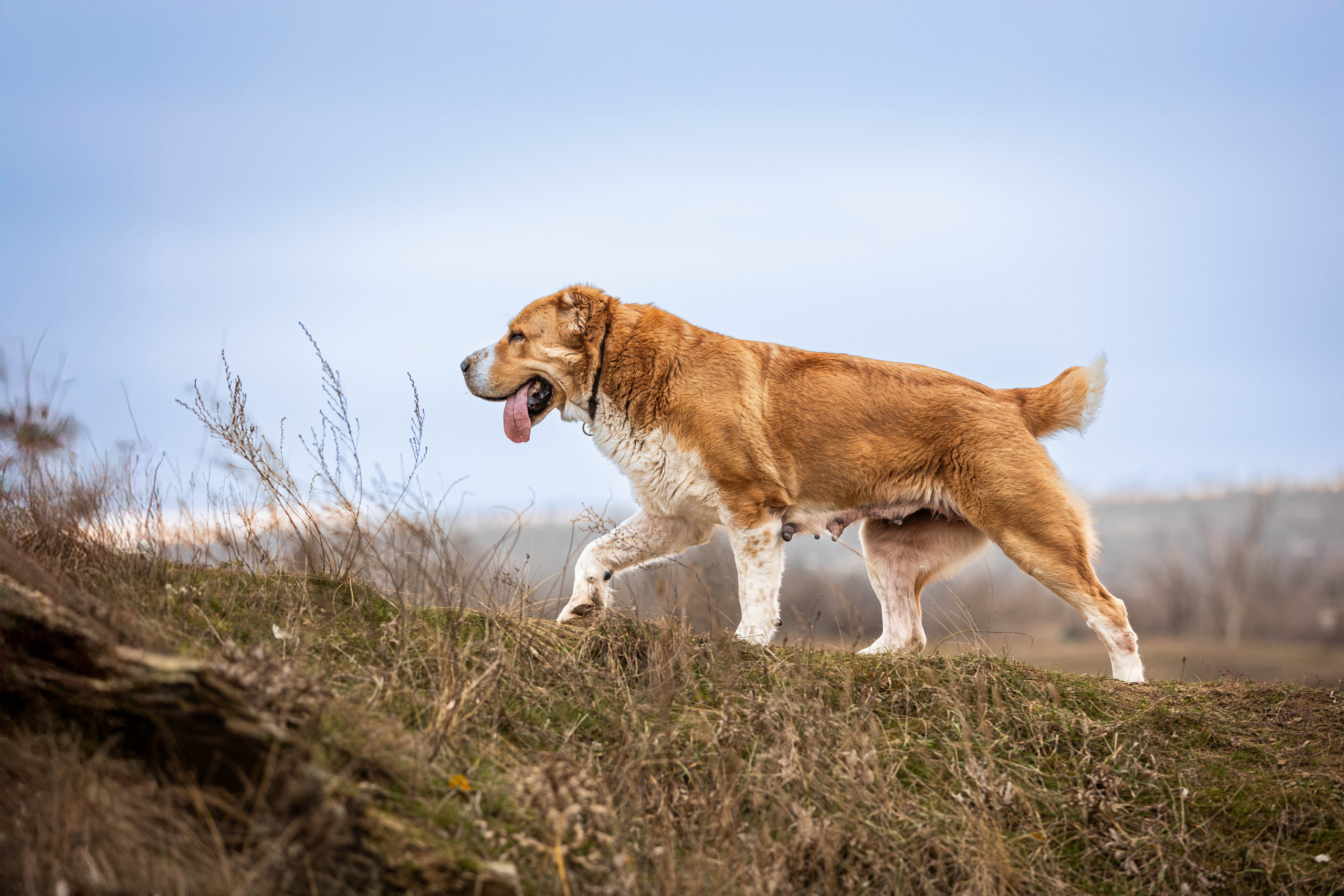 Пальма. Фотограф-АниМалист Анна Абрамова