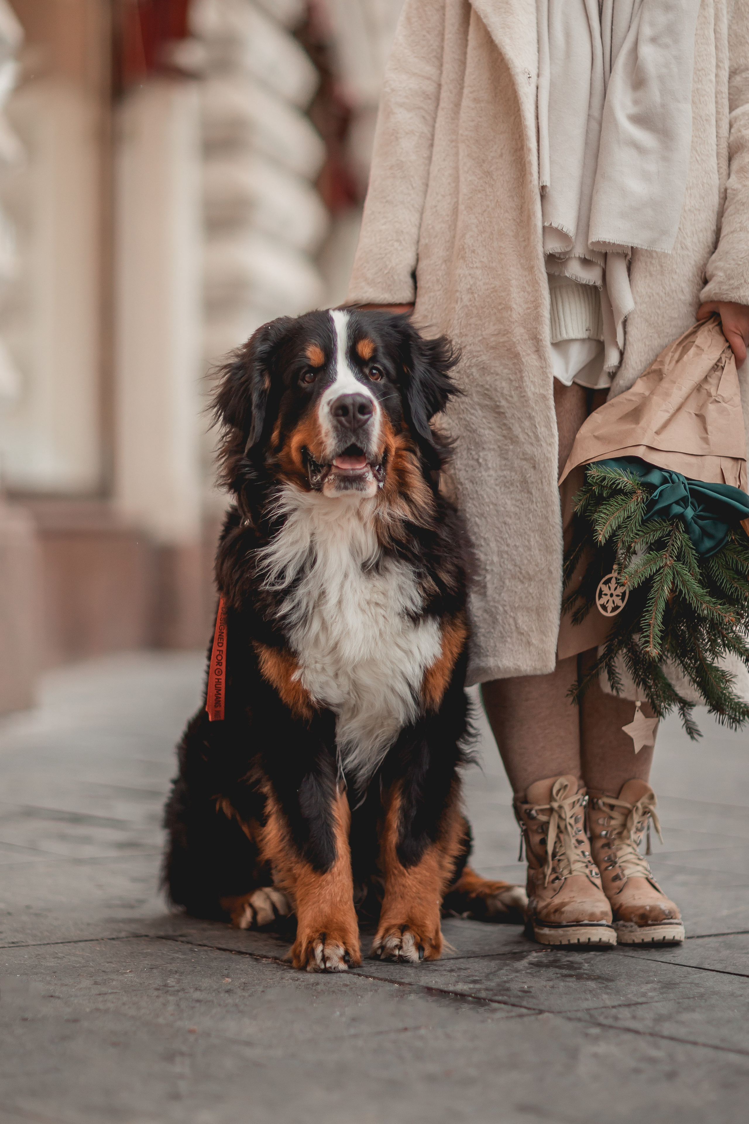 Татьяна и Терри. Семейный фотограф анималист Мария Крючкова