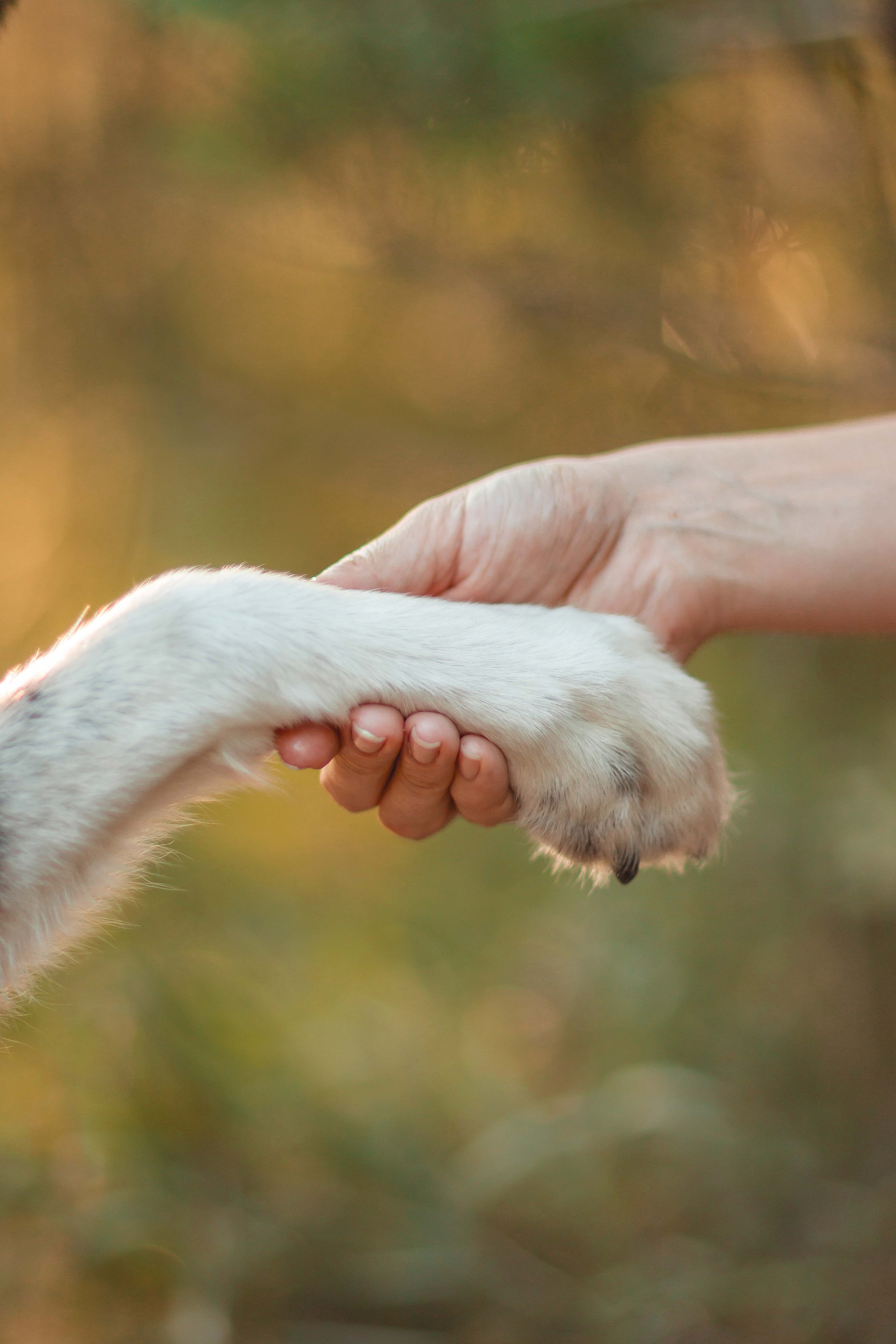 Космос и его люди. Семейный фотограф анималист Мария Крючкова