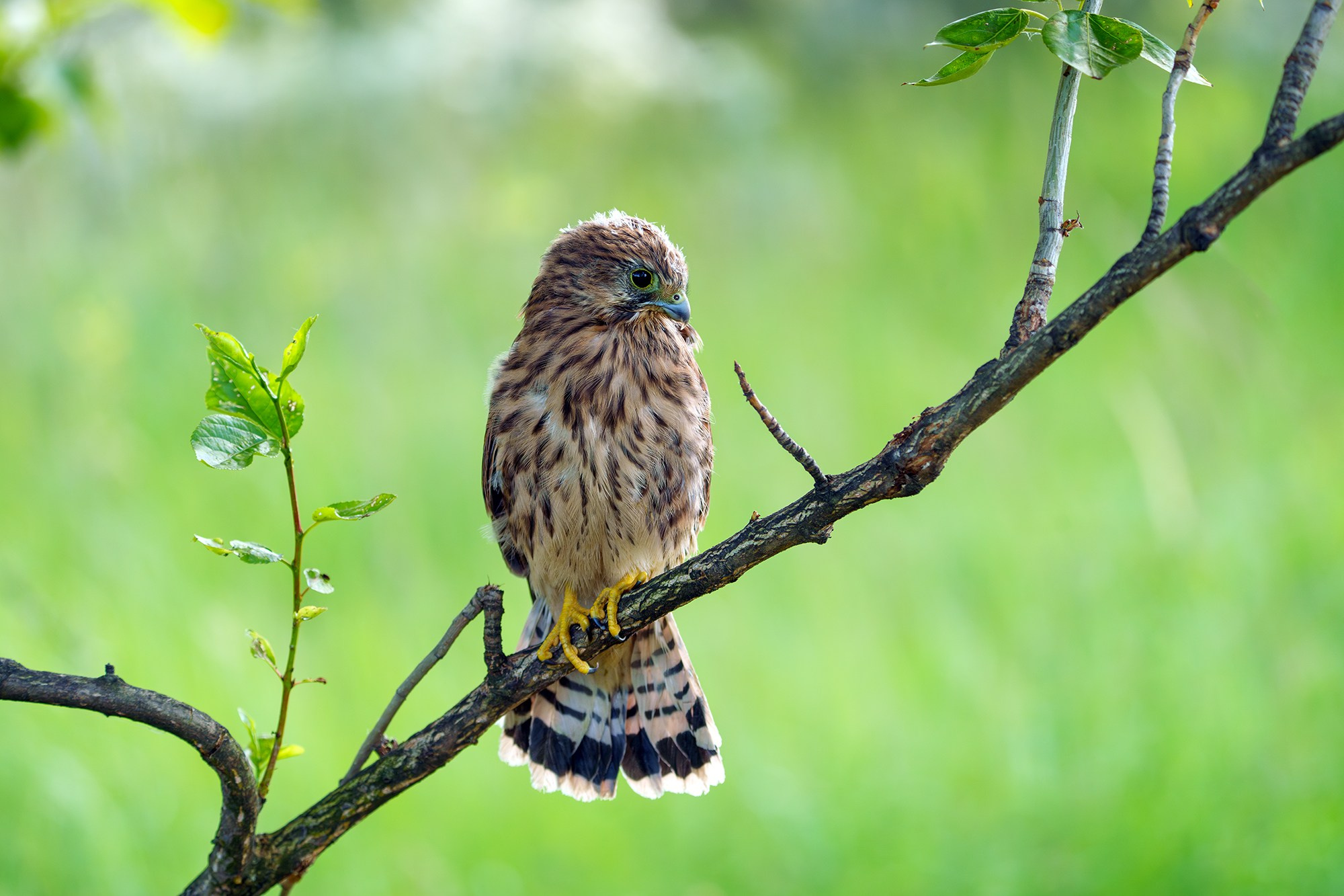 Удивительные мир птиц. Вокруг нас столько прекрасного — присмотритесь!. Ваш личный фотограф Марина Волкова