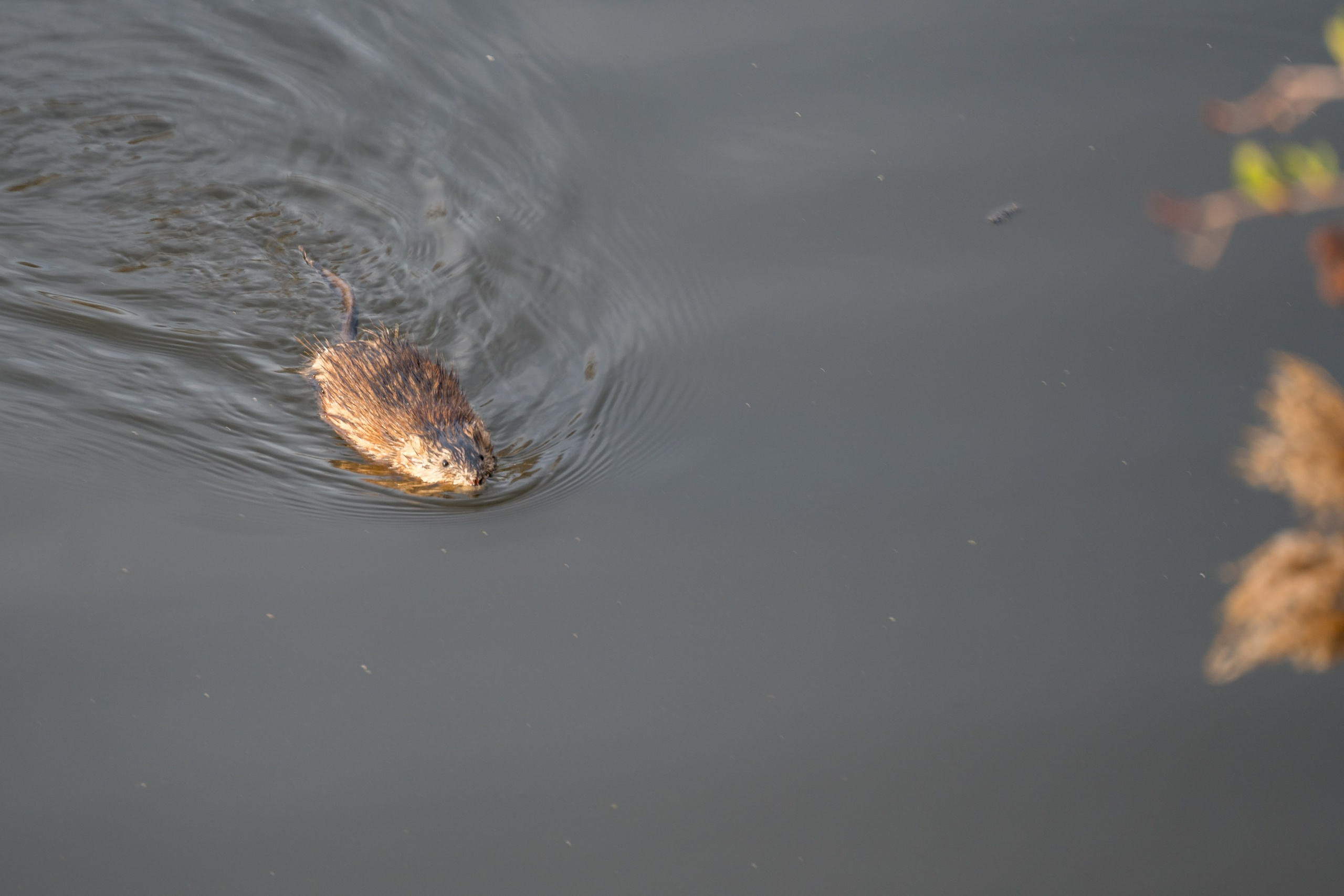 Фотосъемка животных и птиц. Интерьерный и архитектурный фотограф в Москве Панова Ольга