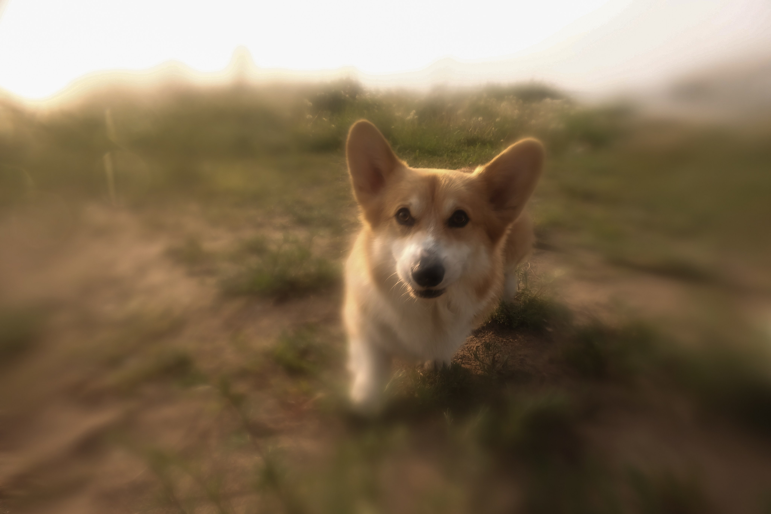 Shark and Hum. Портретный фотограф DanilNabody