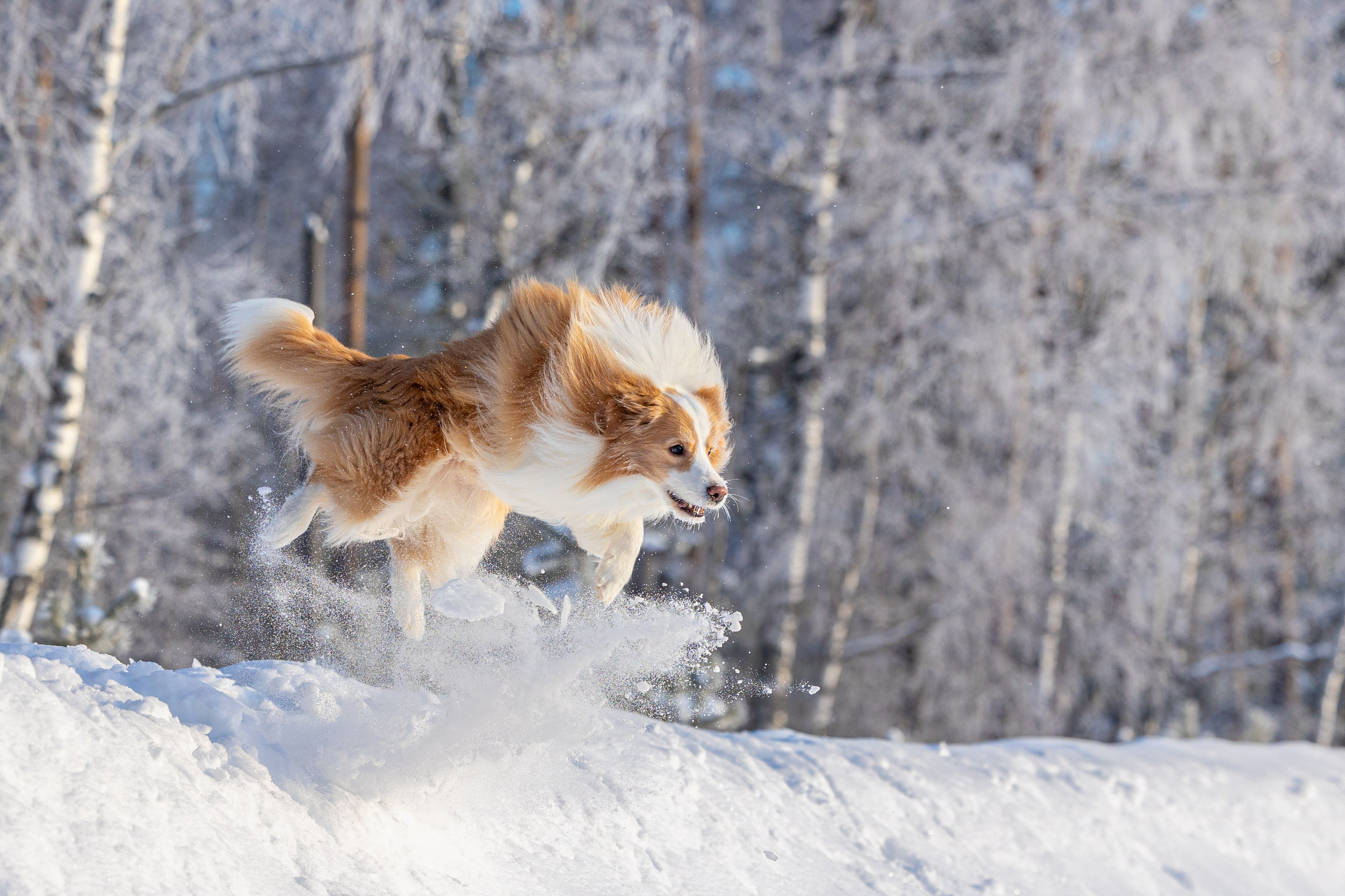 Бордер колли Прайм, Вэй и Лёля. Фотограф-анималист Natalia Deingel | Фотосъемка собак в Москве