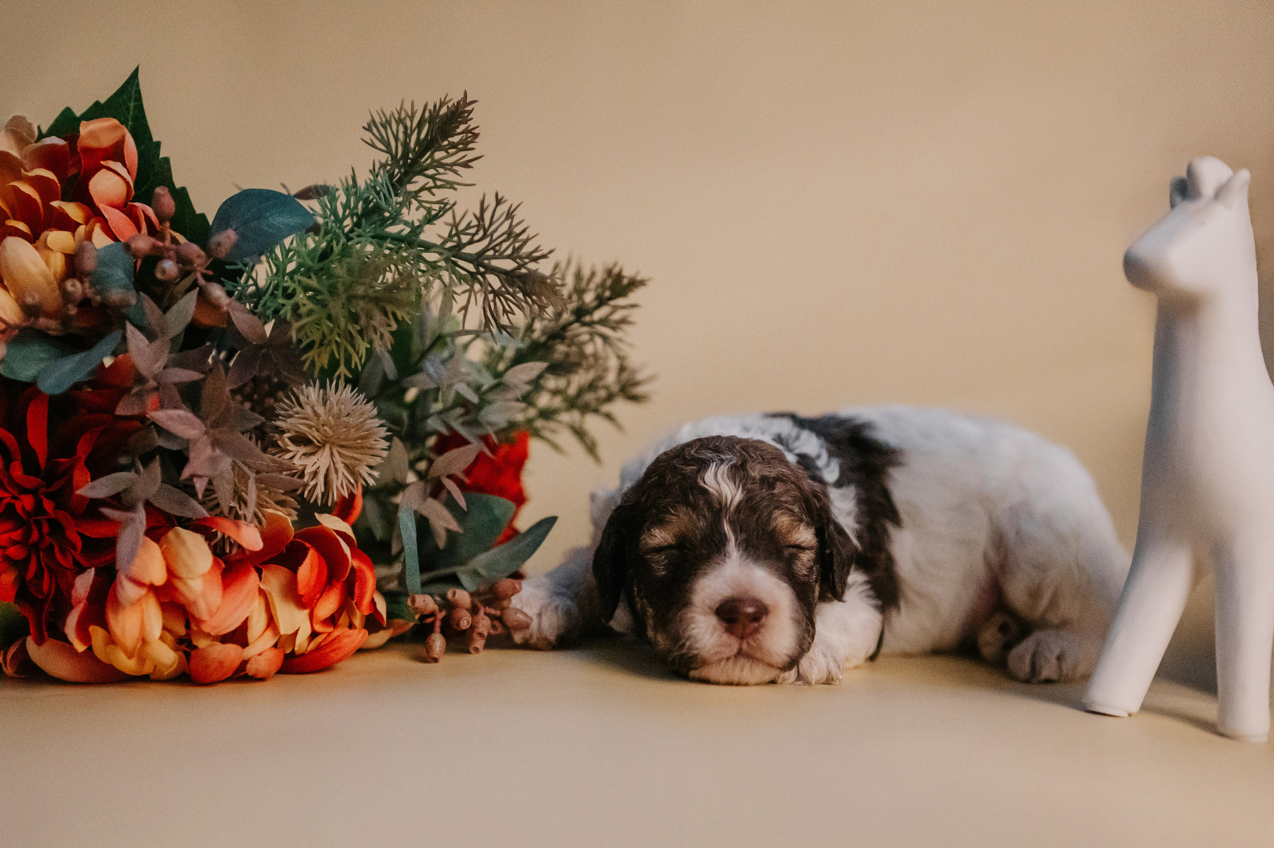 Лаготто-романьоло. Анна Пушина, фотограф, Москва, Королев, Пушкино