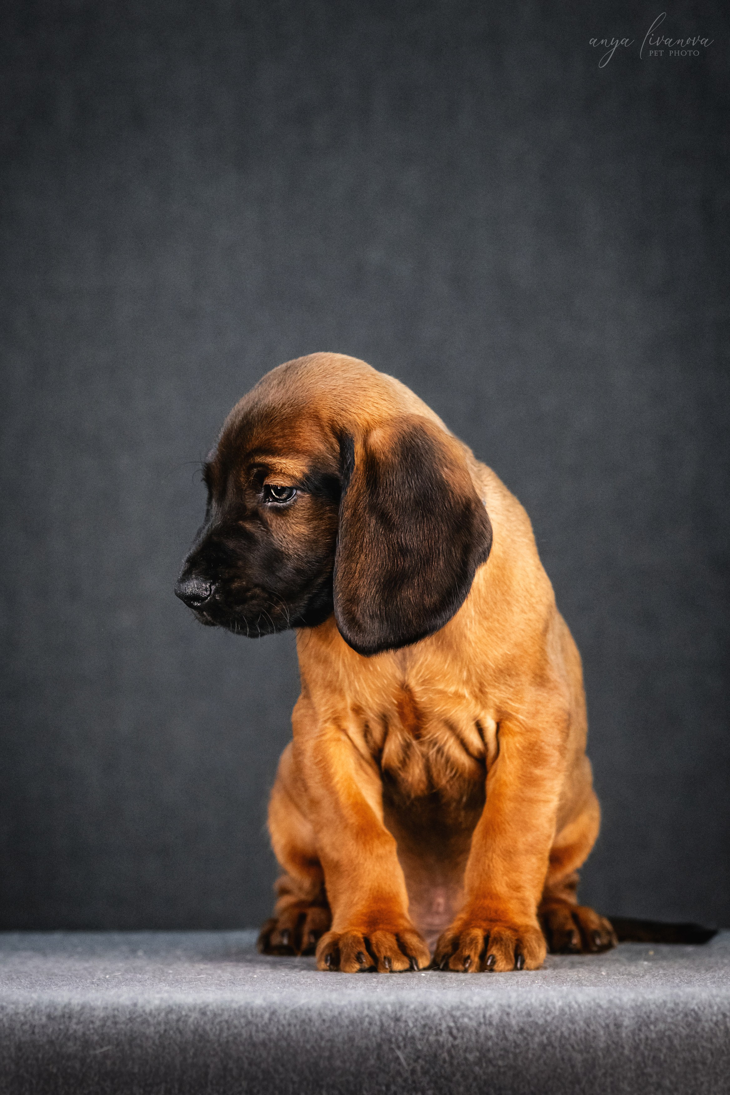 Баварки. Фотограф анималист Аня Ливанова | Рыбинск