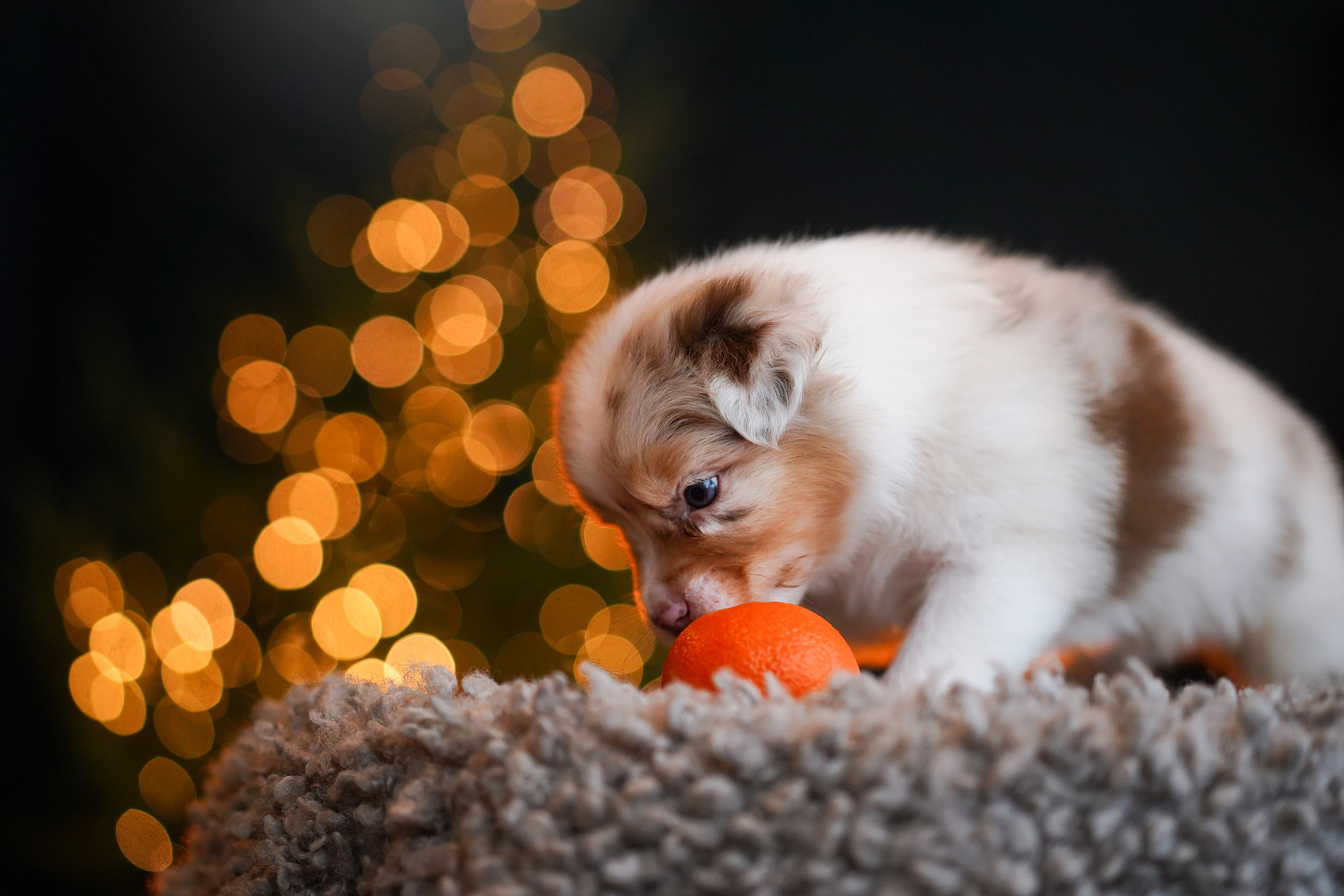 Щенки австралийской овчарки. Фотограф-анималист в Санкт-Петербурге Яна Мартынова