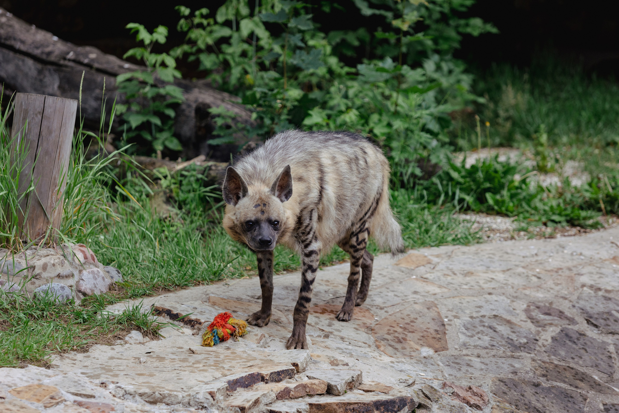 Московский зоопарк. Photographer Sonkina Tatiana (Tanya Ash)
