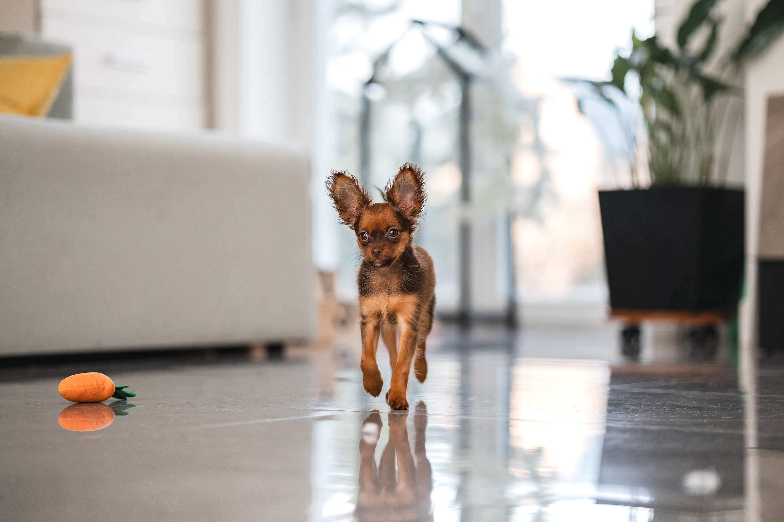 Малыши Той Терьер. Фотограф Анималист в Москве Анастасия Жучкова