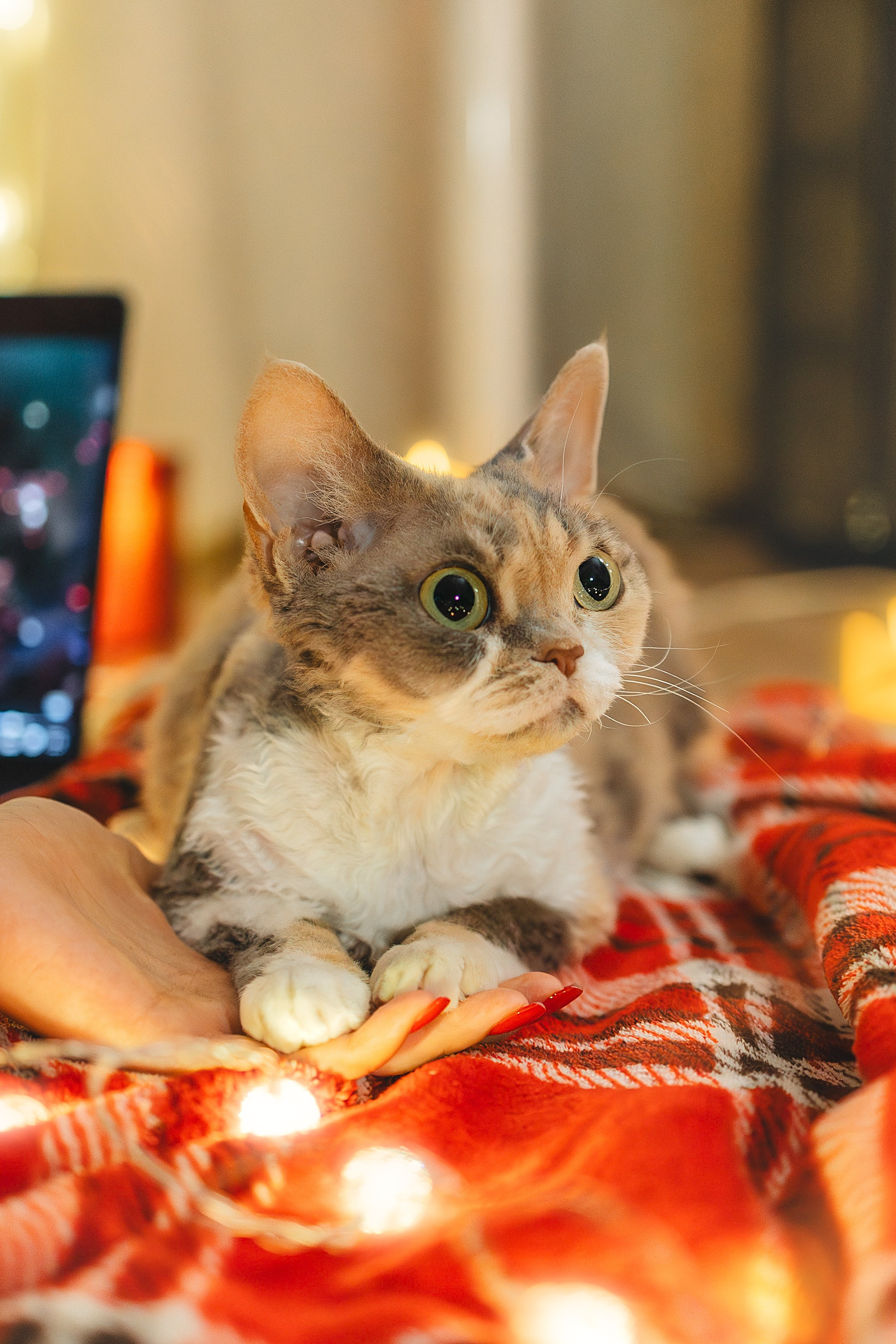 Домашняя новогодняя. Фотограф Анималист в Москве Анастасия Жучкова
