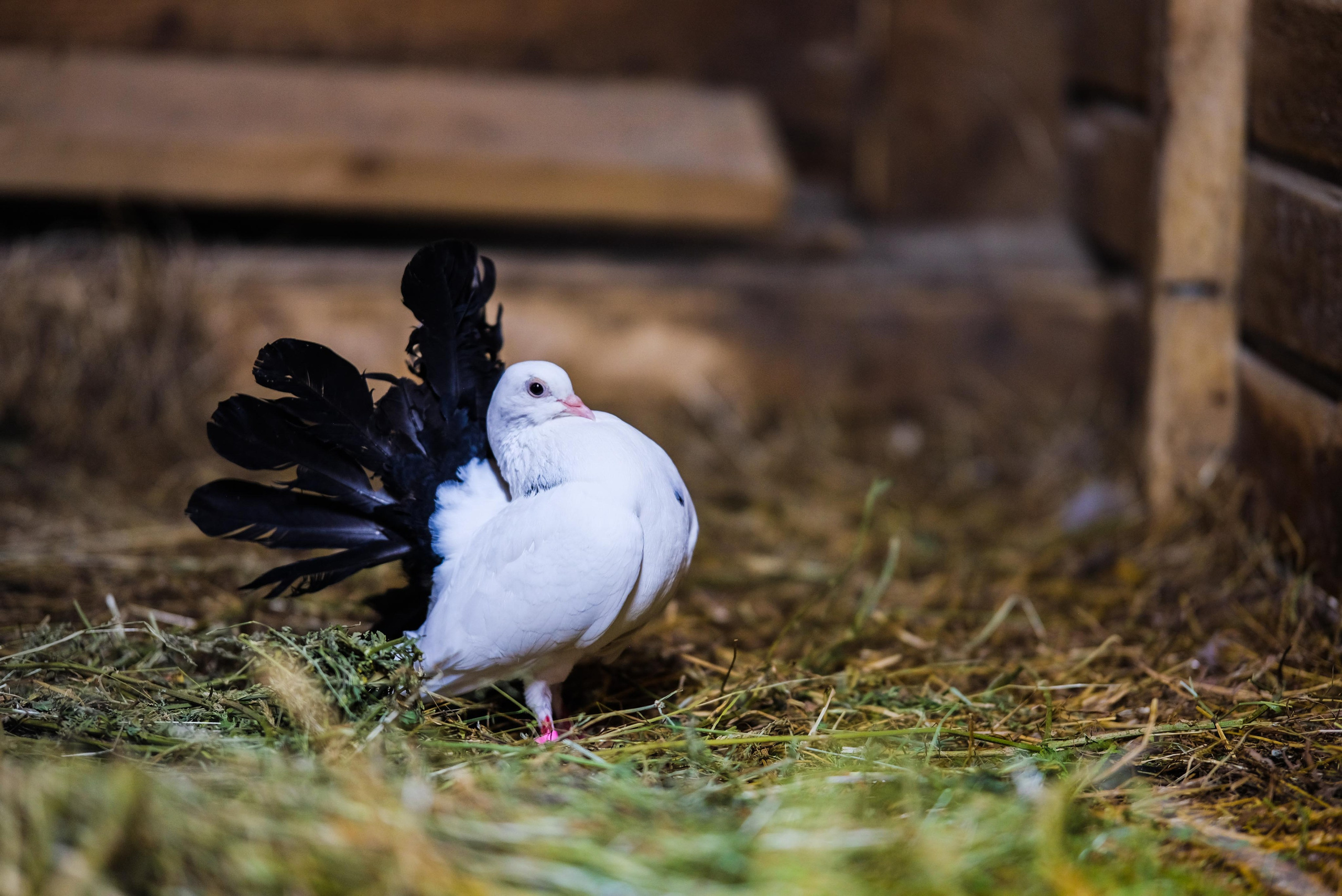 Животные и птицы. KRUTOVA_фотографирую жизнь