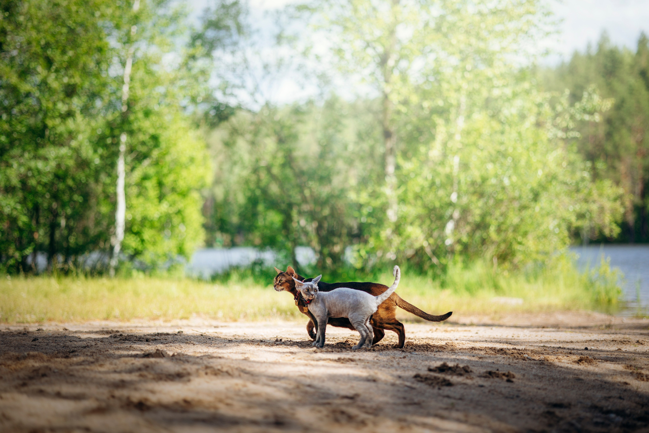 Котофеи и их семья. Фотограф — Анималист | Санкт-Петербург