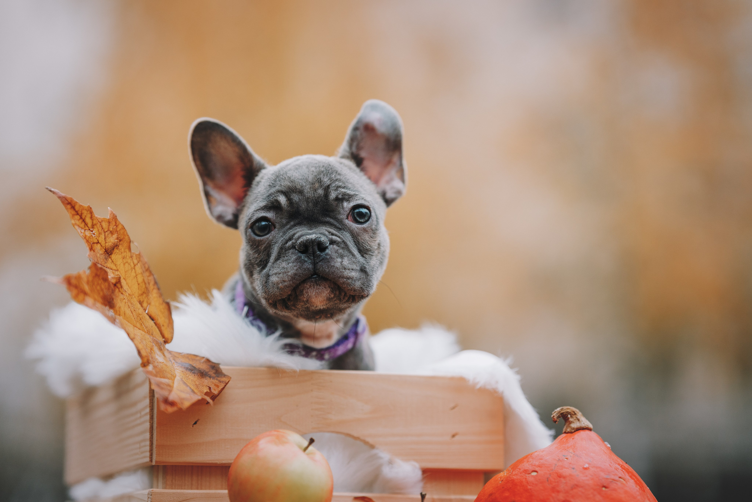 Французские бульдоги. Фотограф анималист Осипчикова Мария